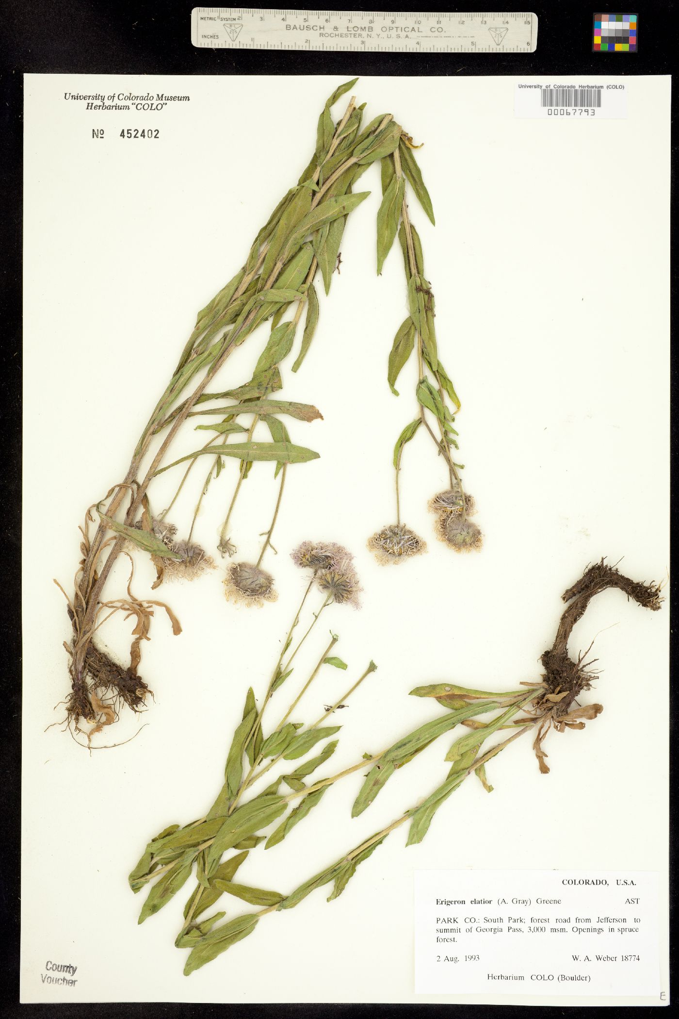 Erigeron elatior image