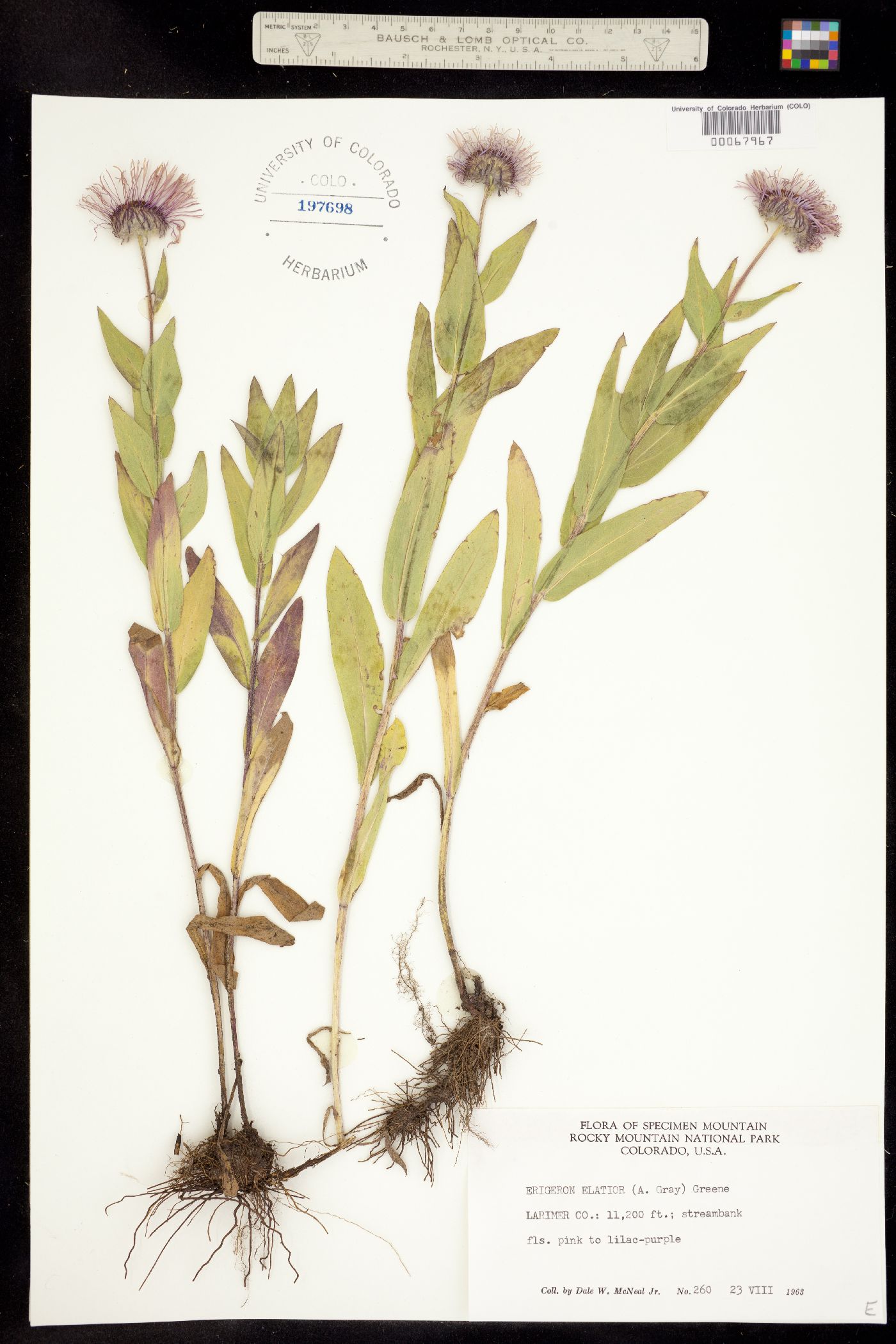 Erigeron elatior image