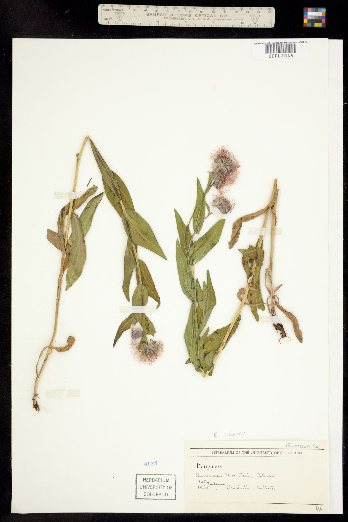 Erigeron elatior image