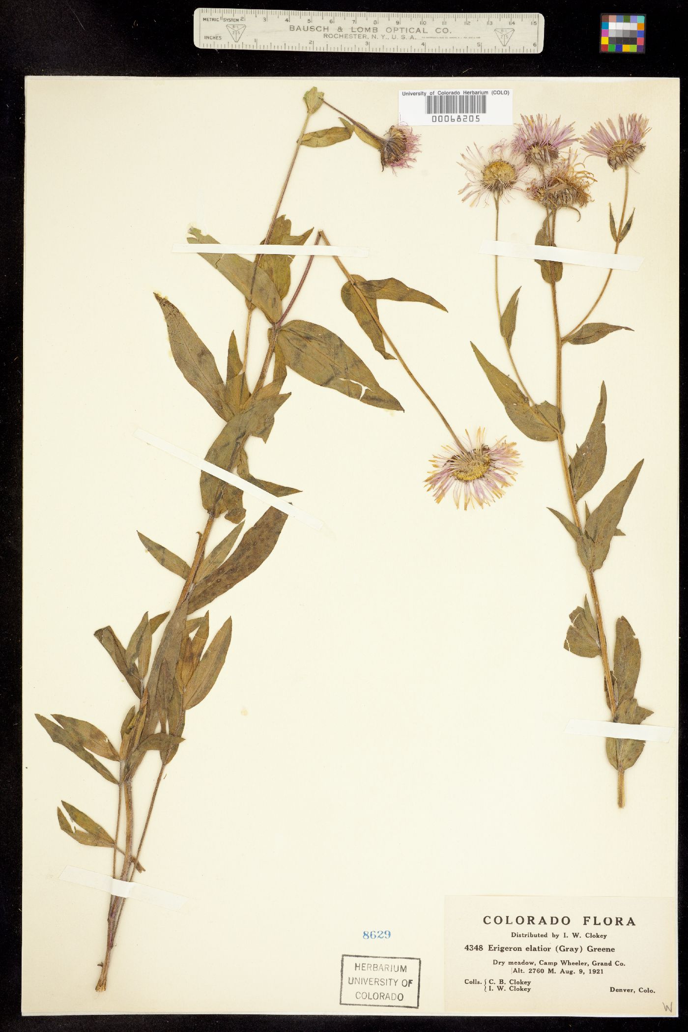 Erigeron elatior image