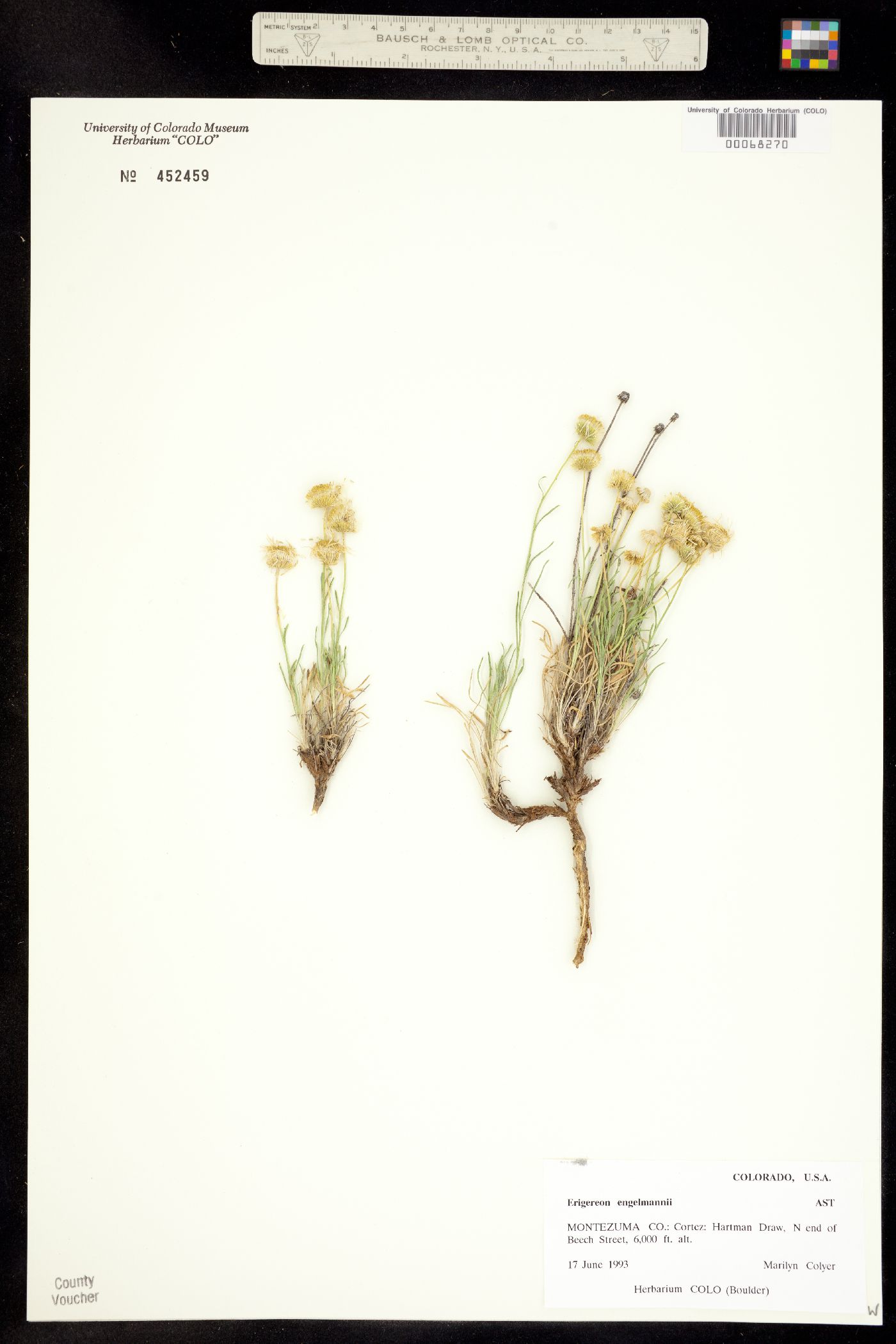 Erigeron engelmannii image