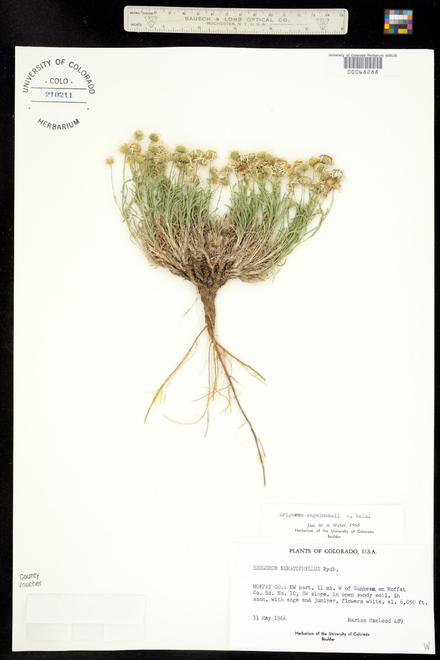 Erigeron engelmannii image