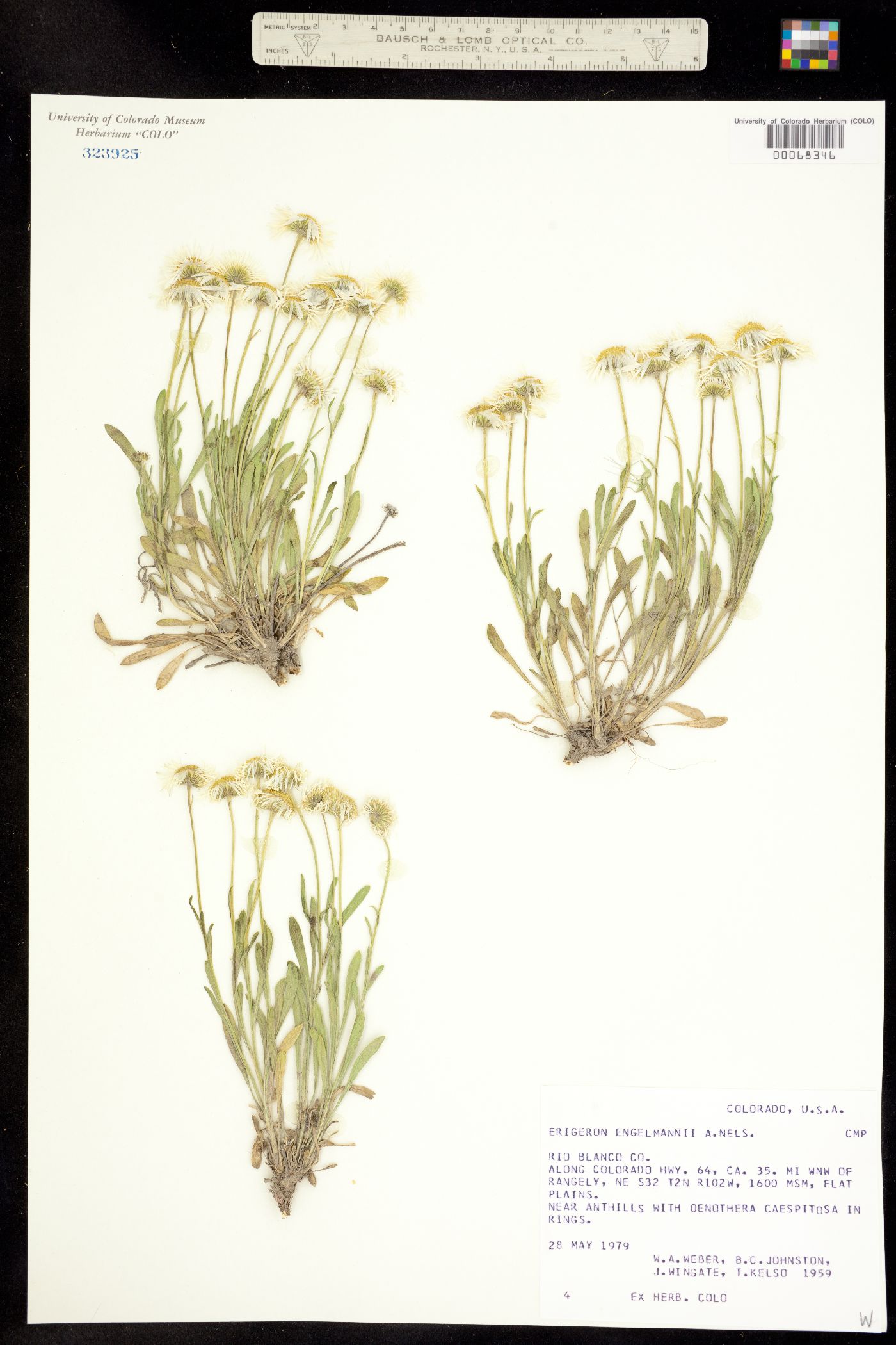 Erigeron engelmannii image