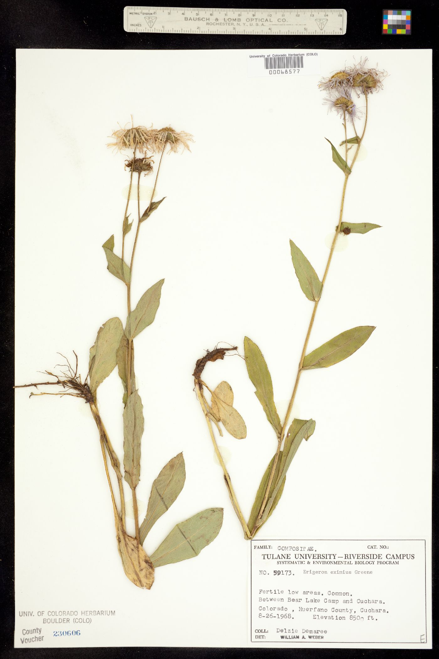 Erigeron eximius image