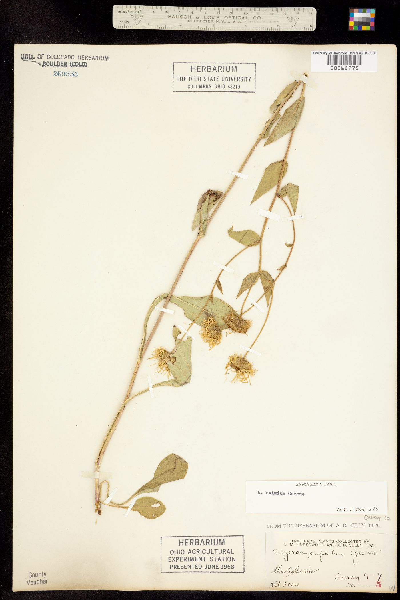 Erigeron eximius image