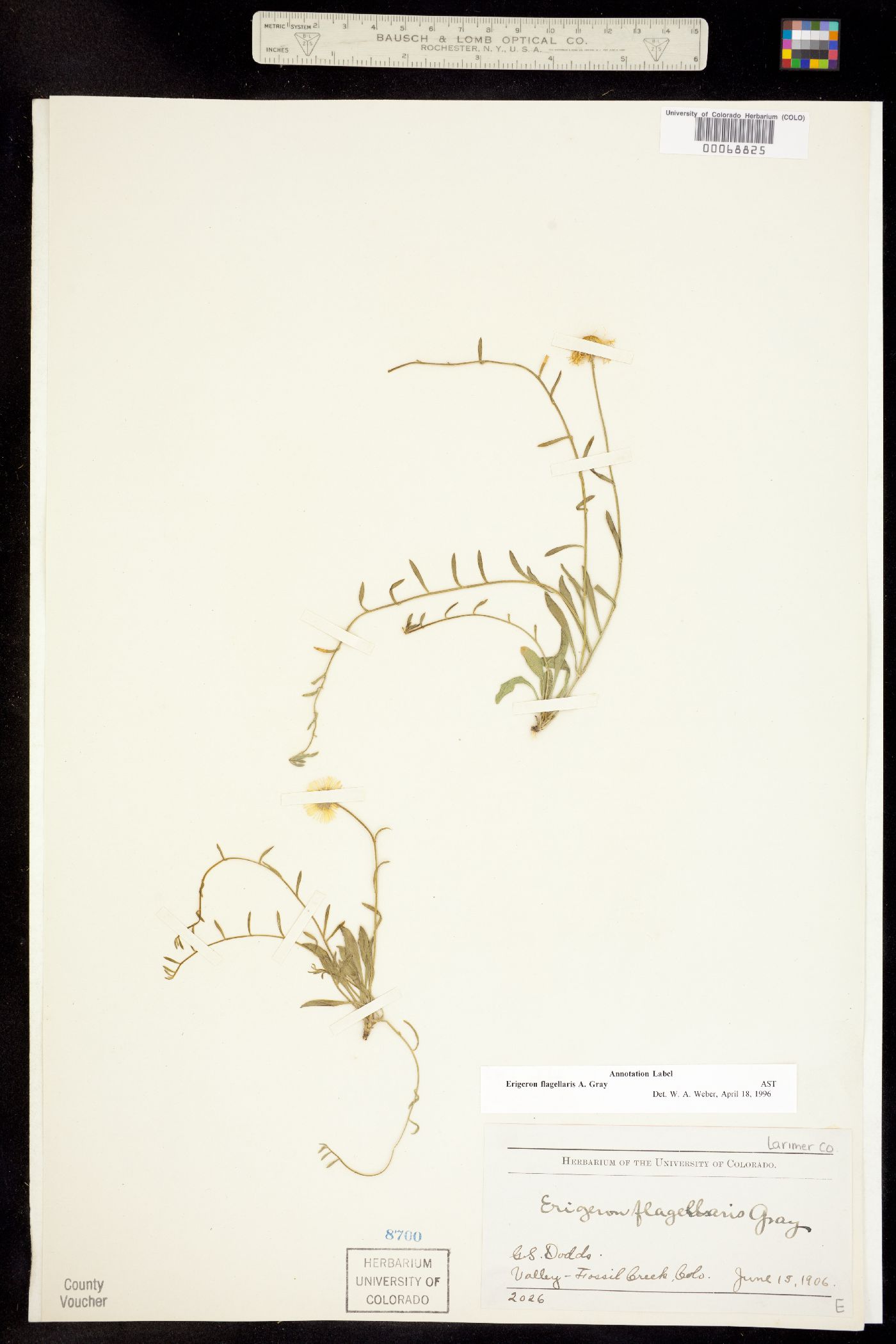 Erigeron flagellaris image