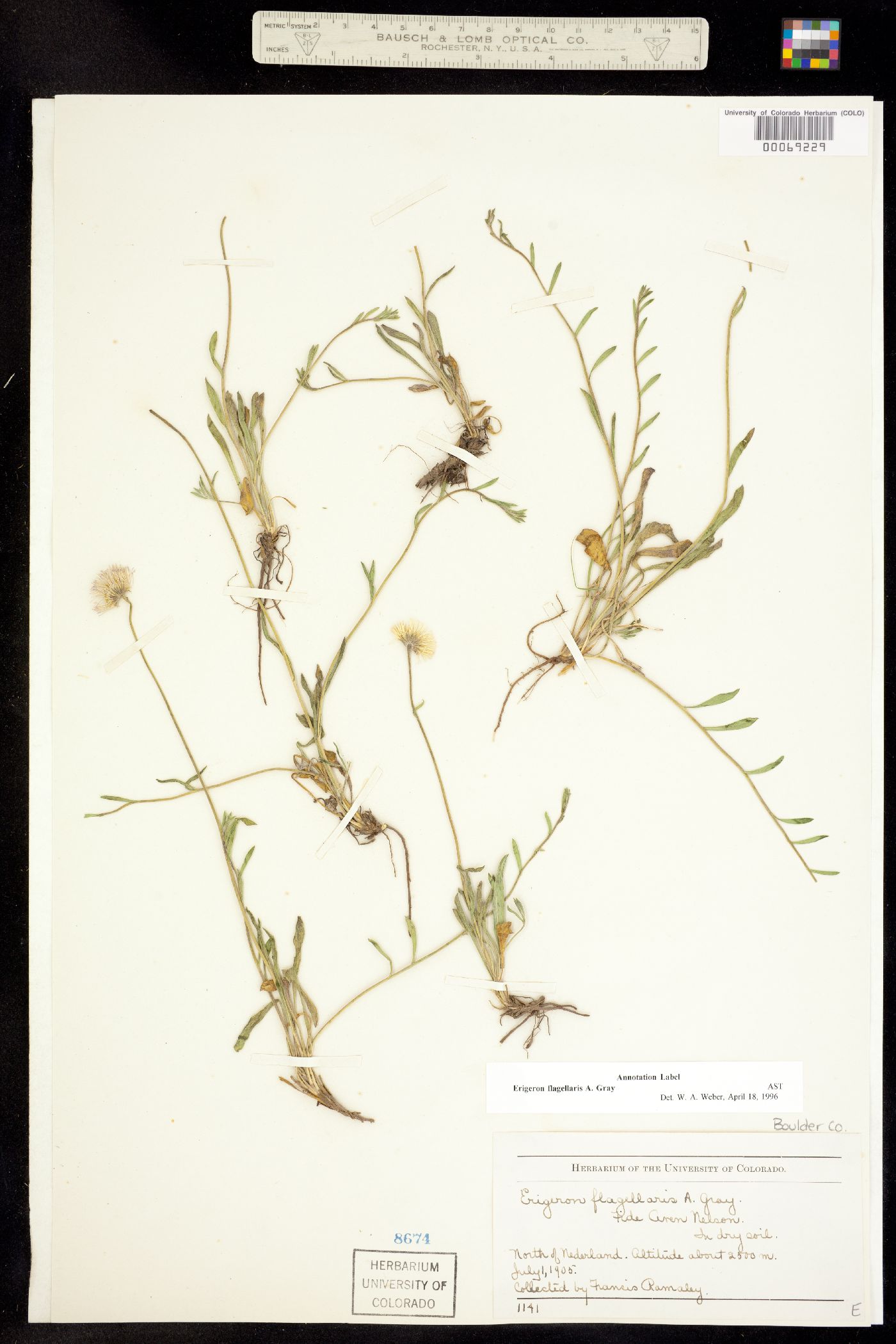 Erigeron flagellaris image