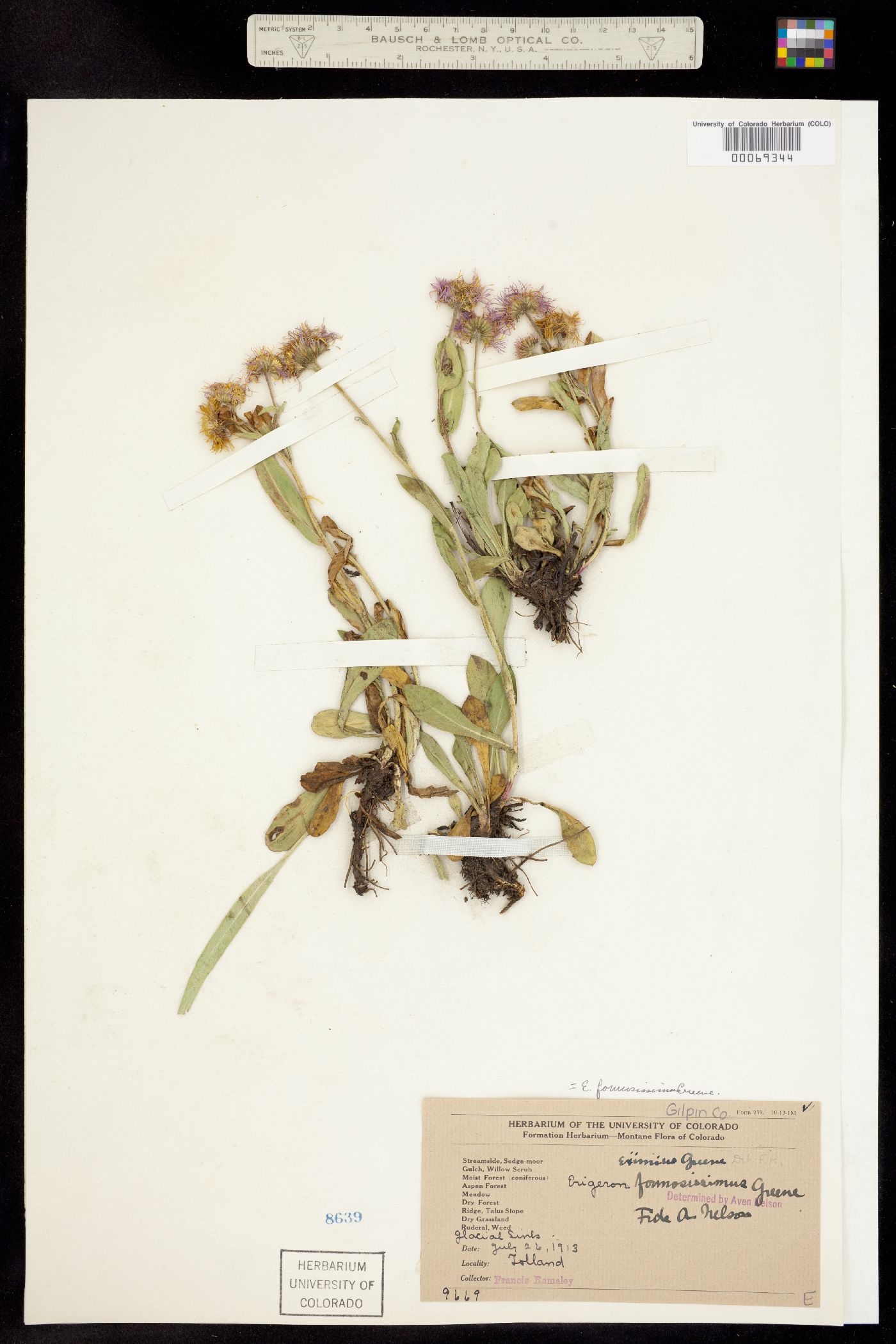 Erigeron formosissimus image