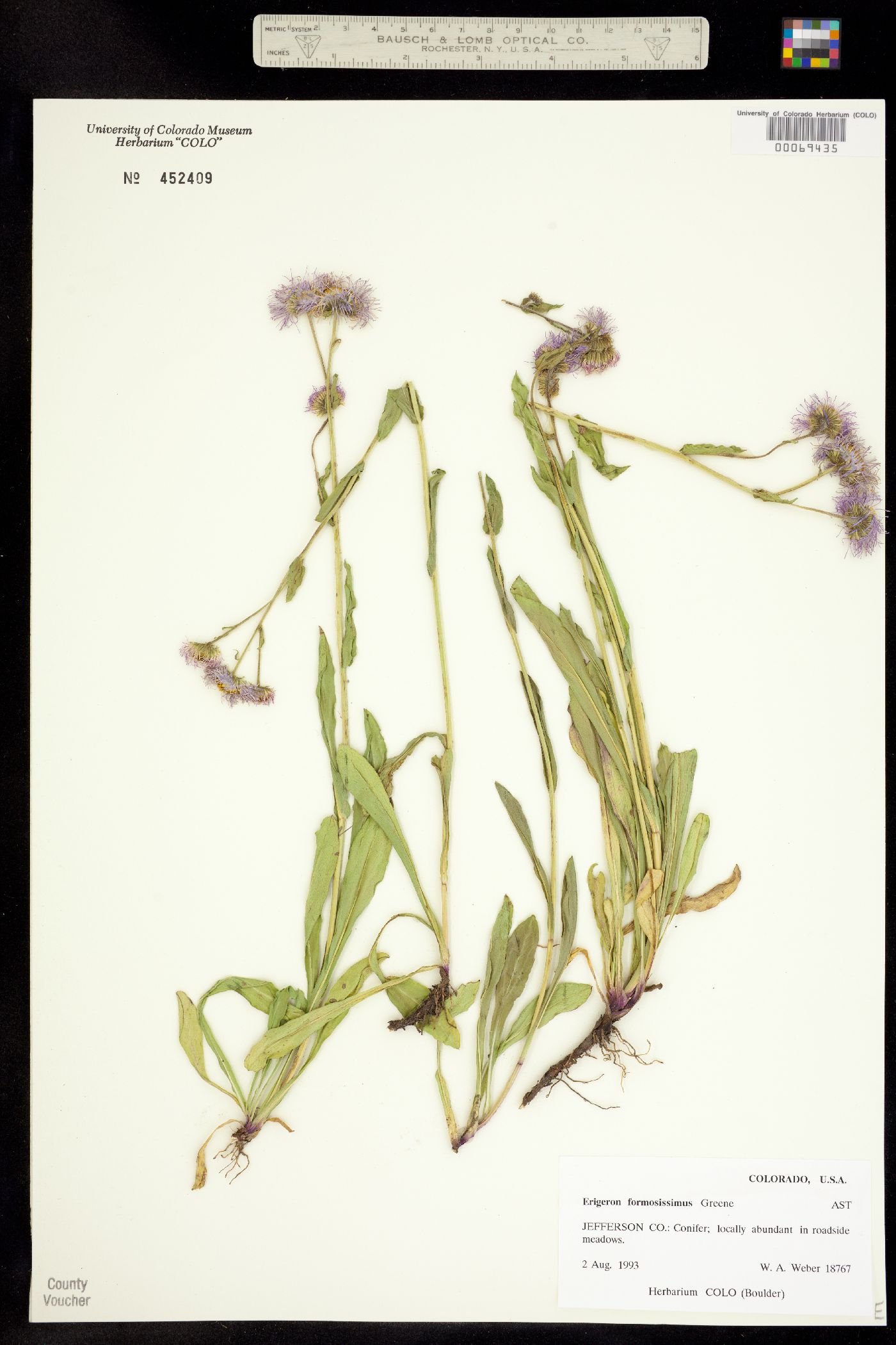Erigeron formosissimus image