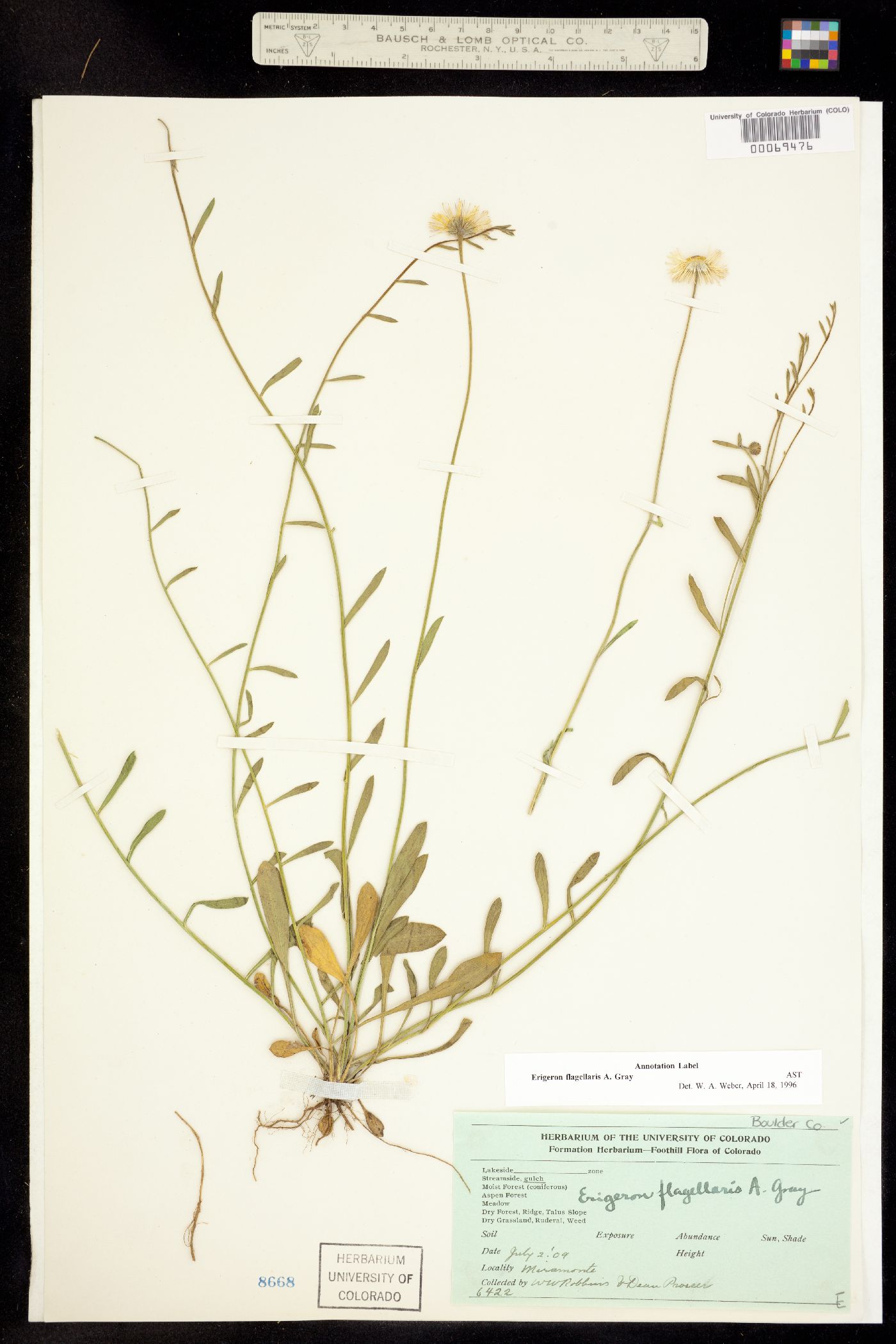 Erigeron flagellaris image