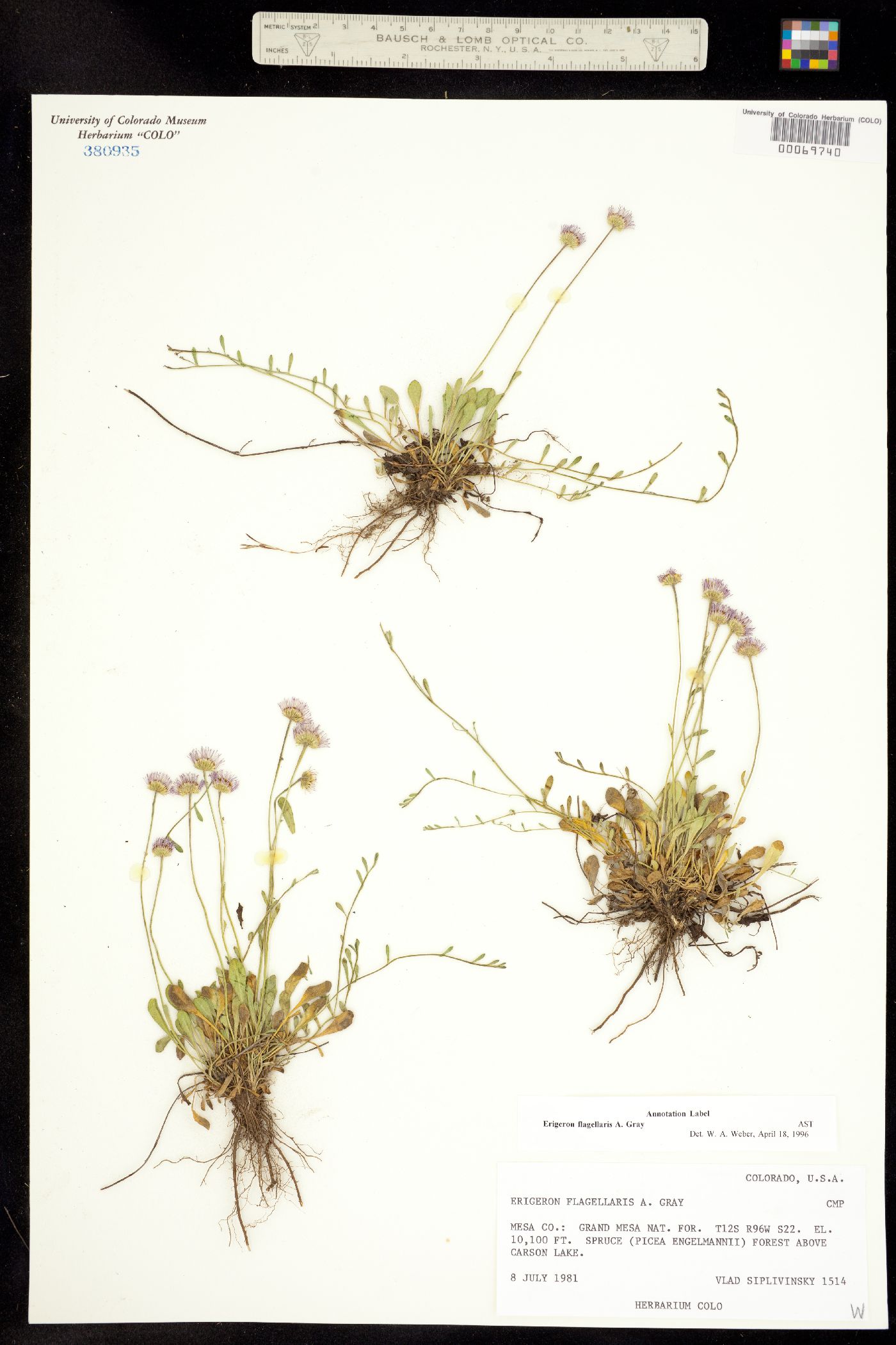 Erigeron flagellaris image