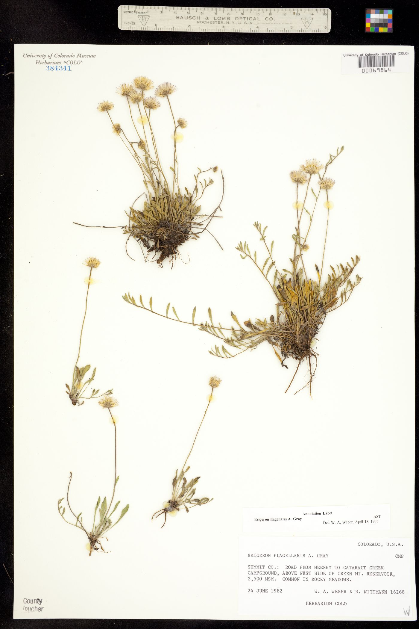 Erigeron flagellaris image