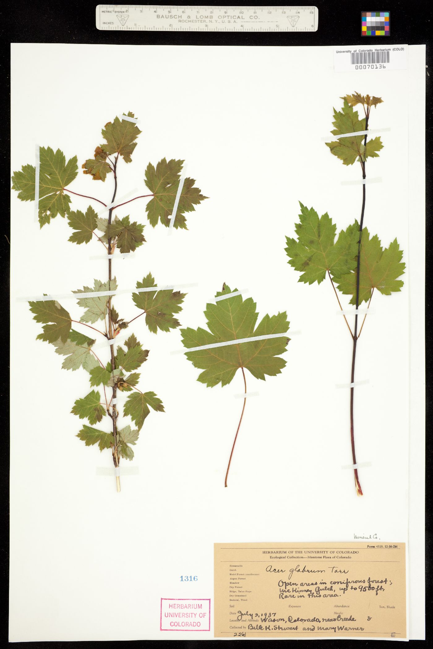 Acer image