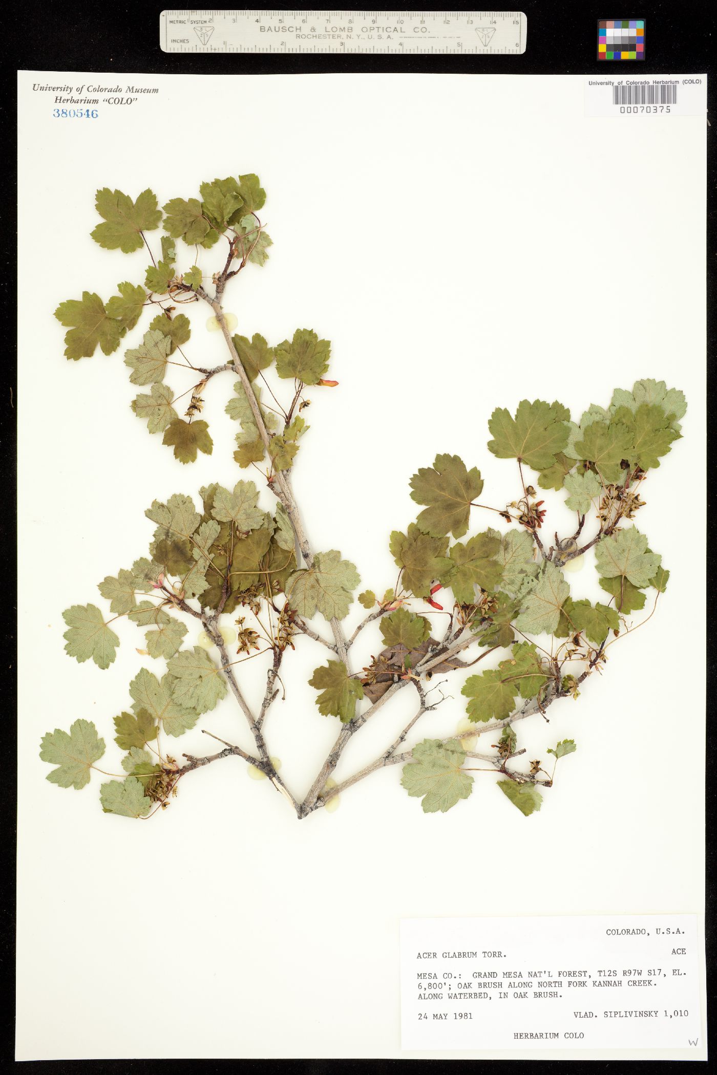 Acer glabrum image