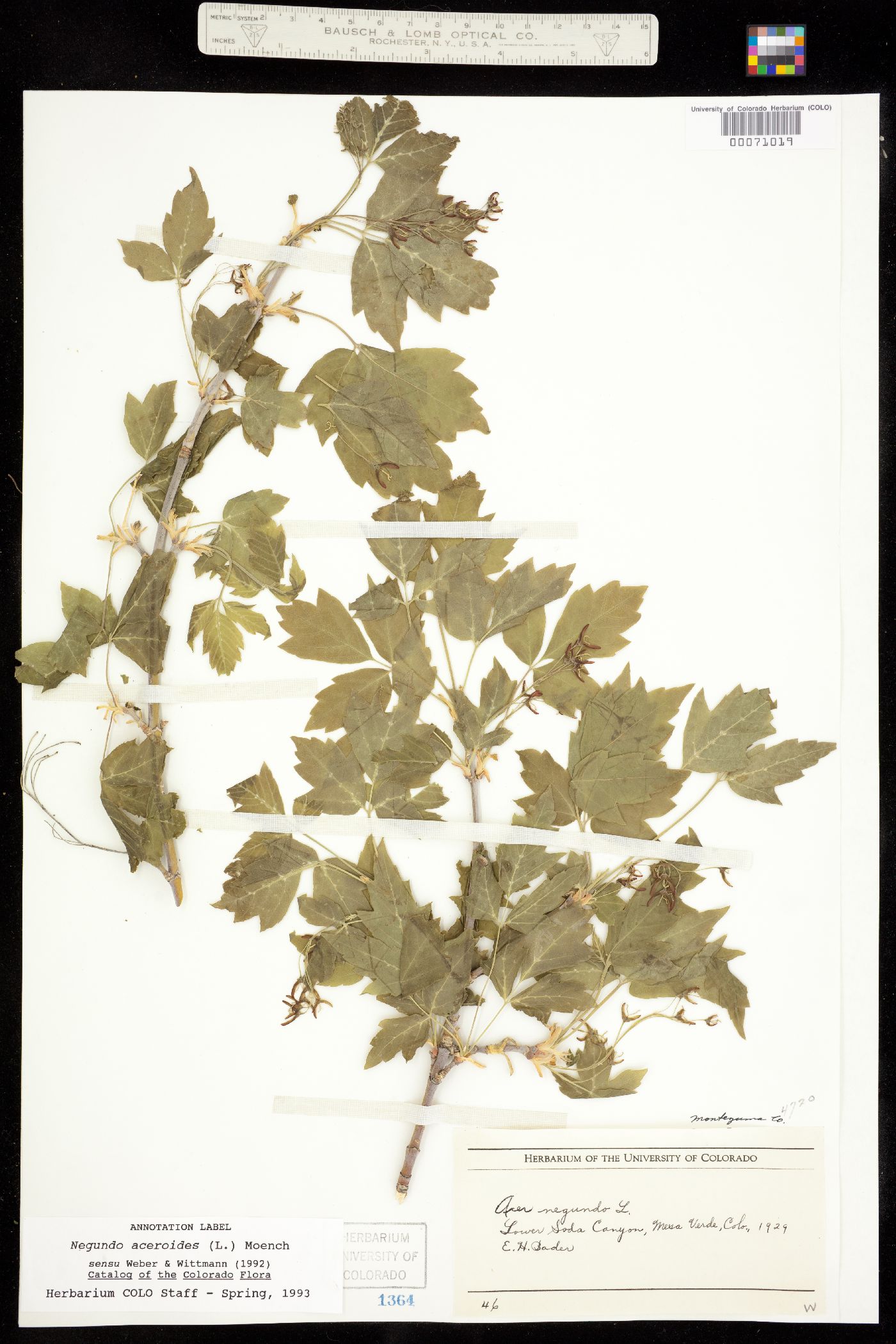 Acer negundo var. negundo image