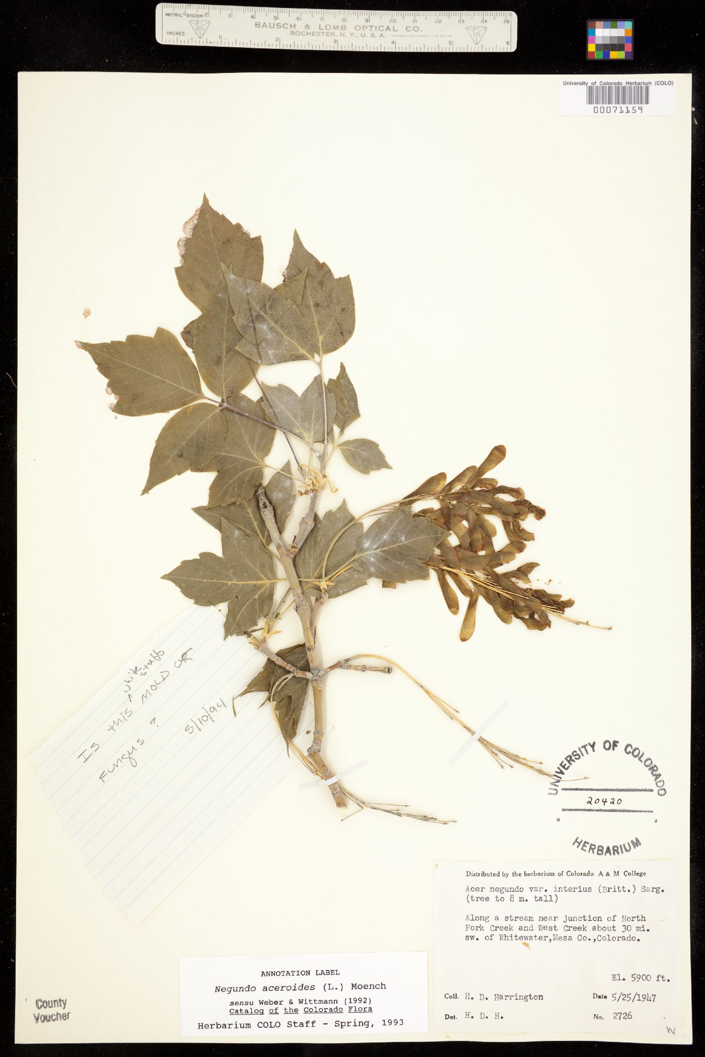 Acer negundo var. interius image