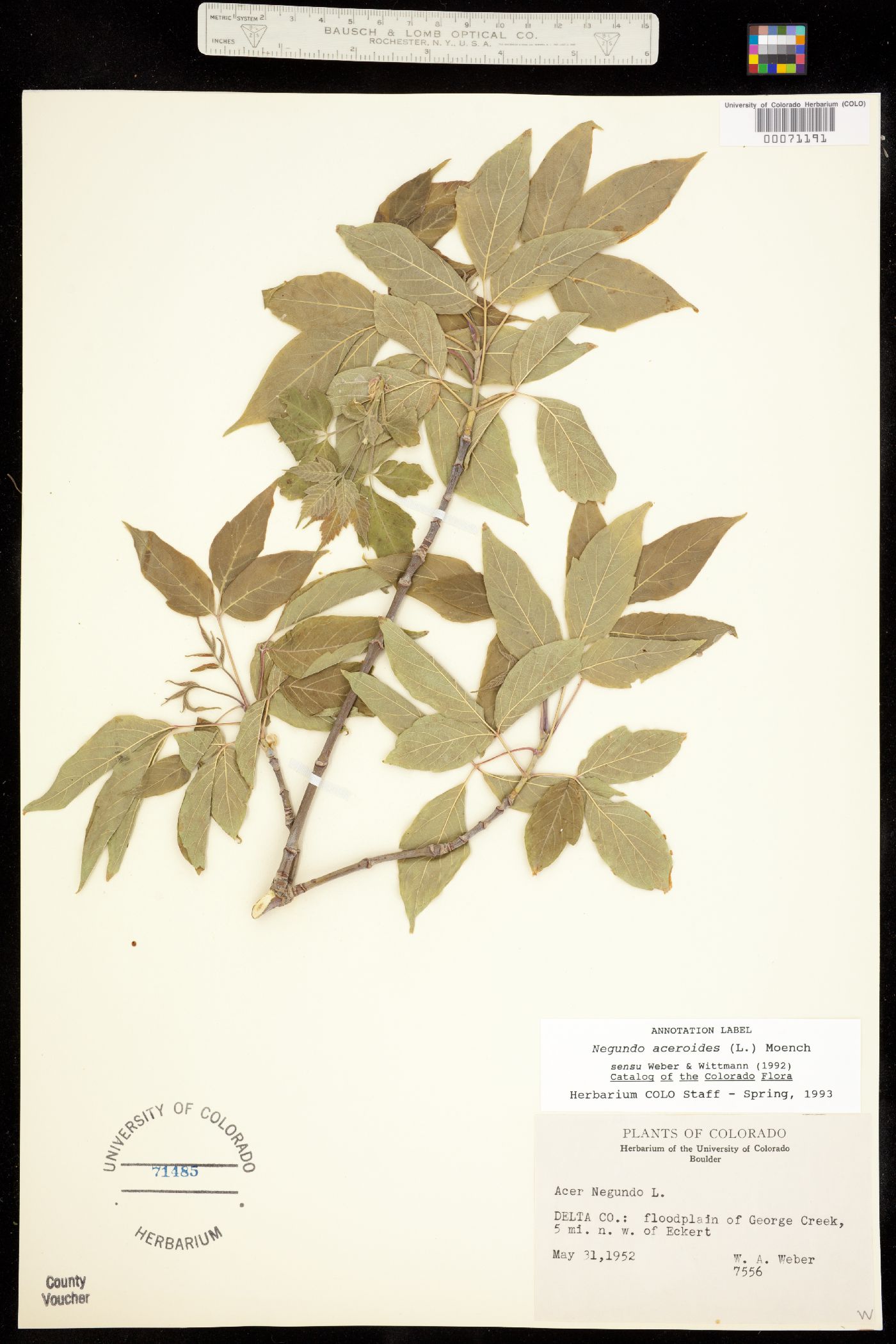 Aceraceae image