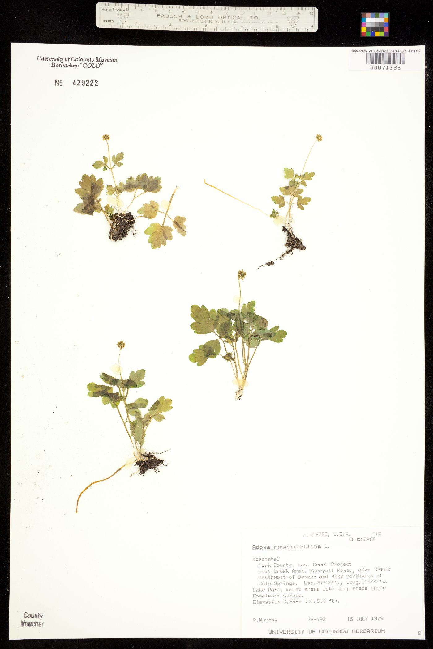 Adoxa image