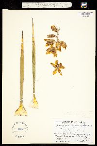 Yucca glauca image