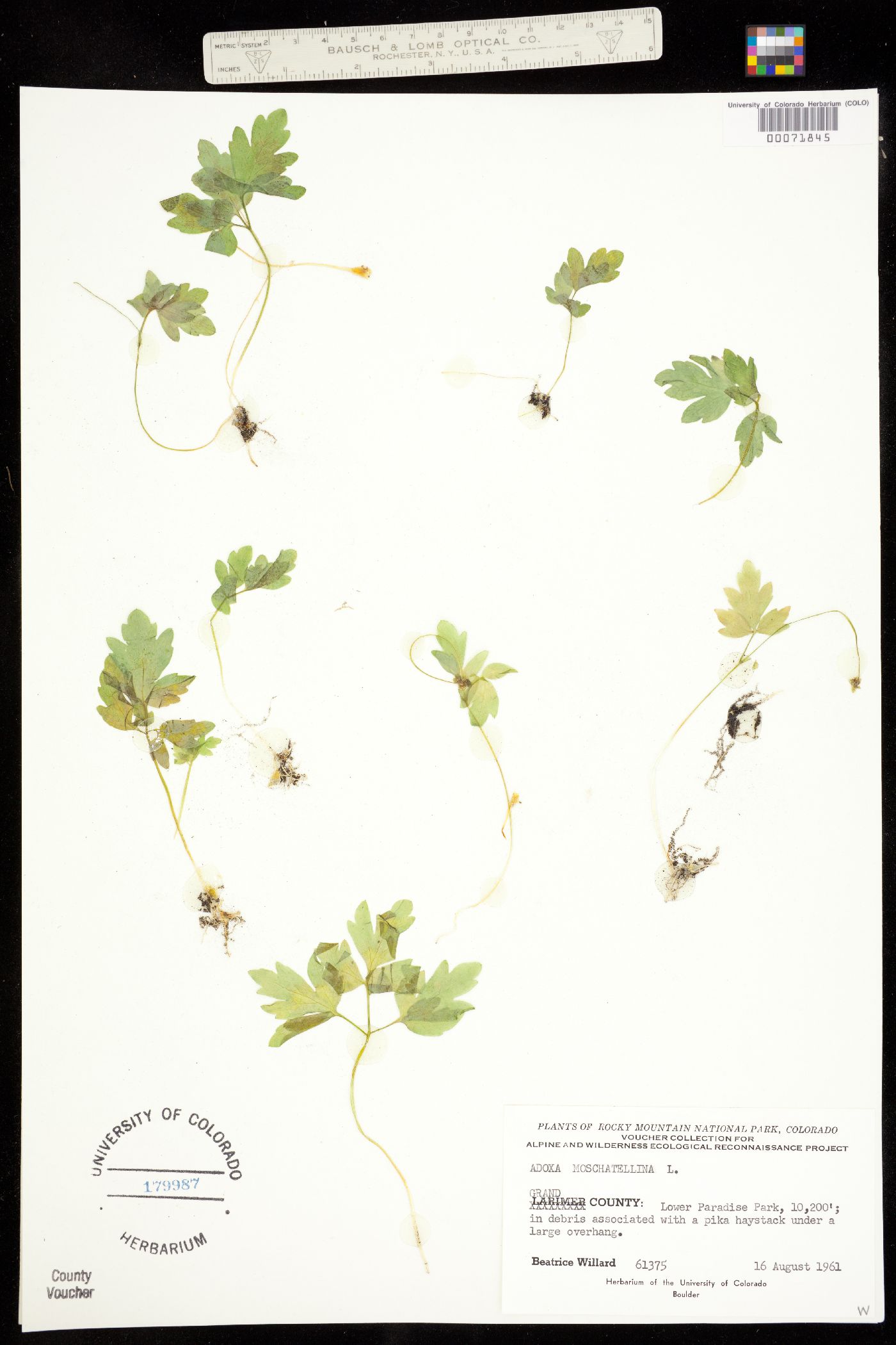 Adoxa moschatellina image