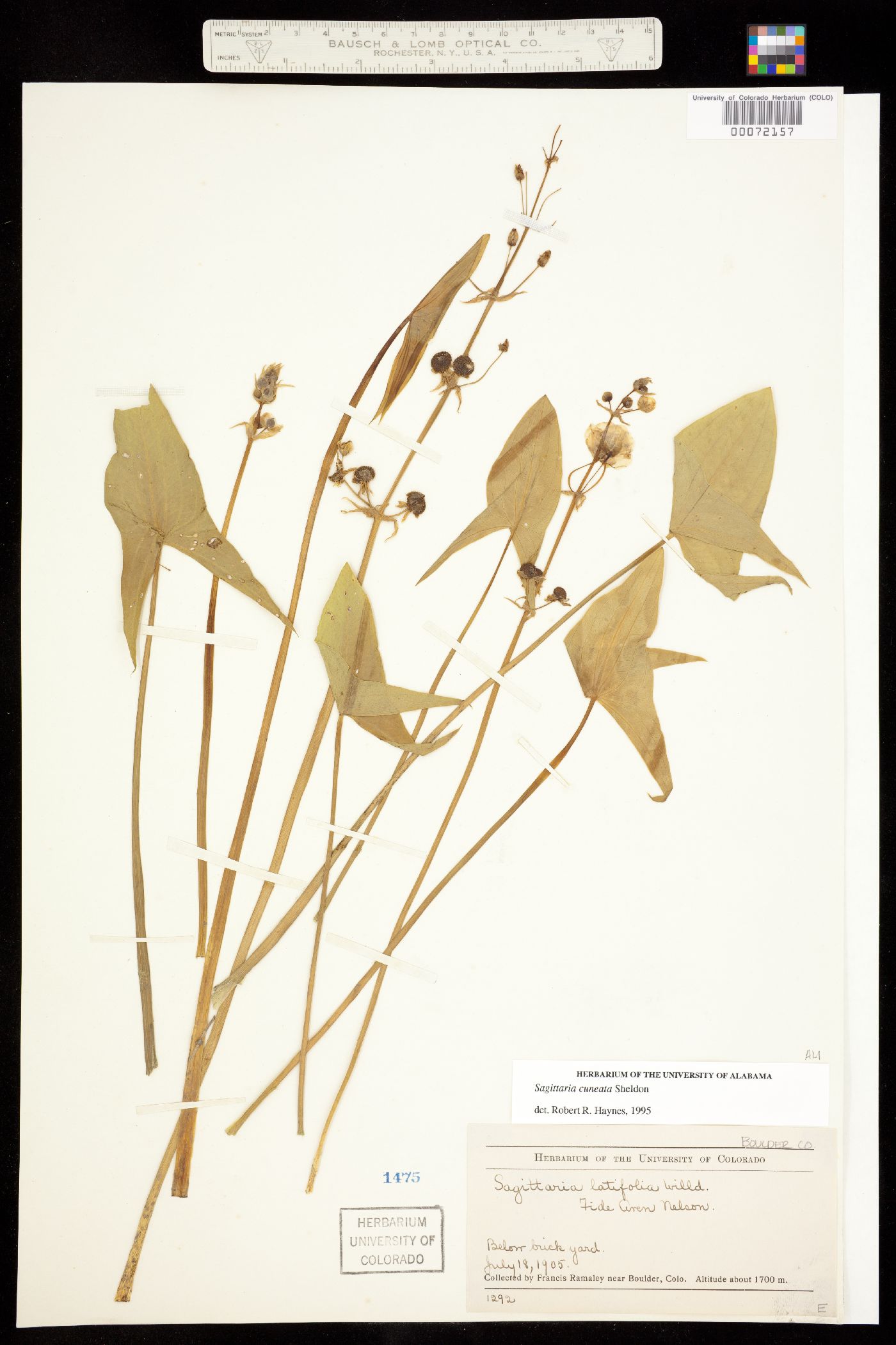 Sagittaria cuneata image