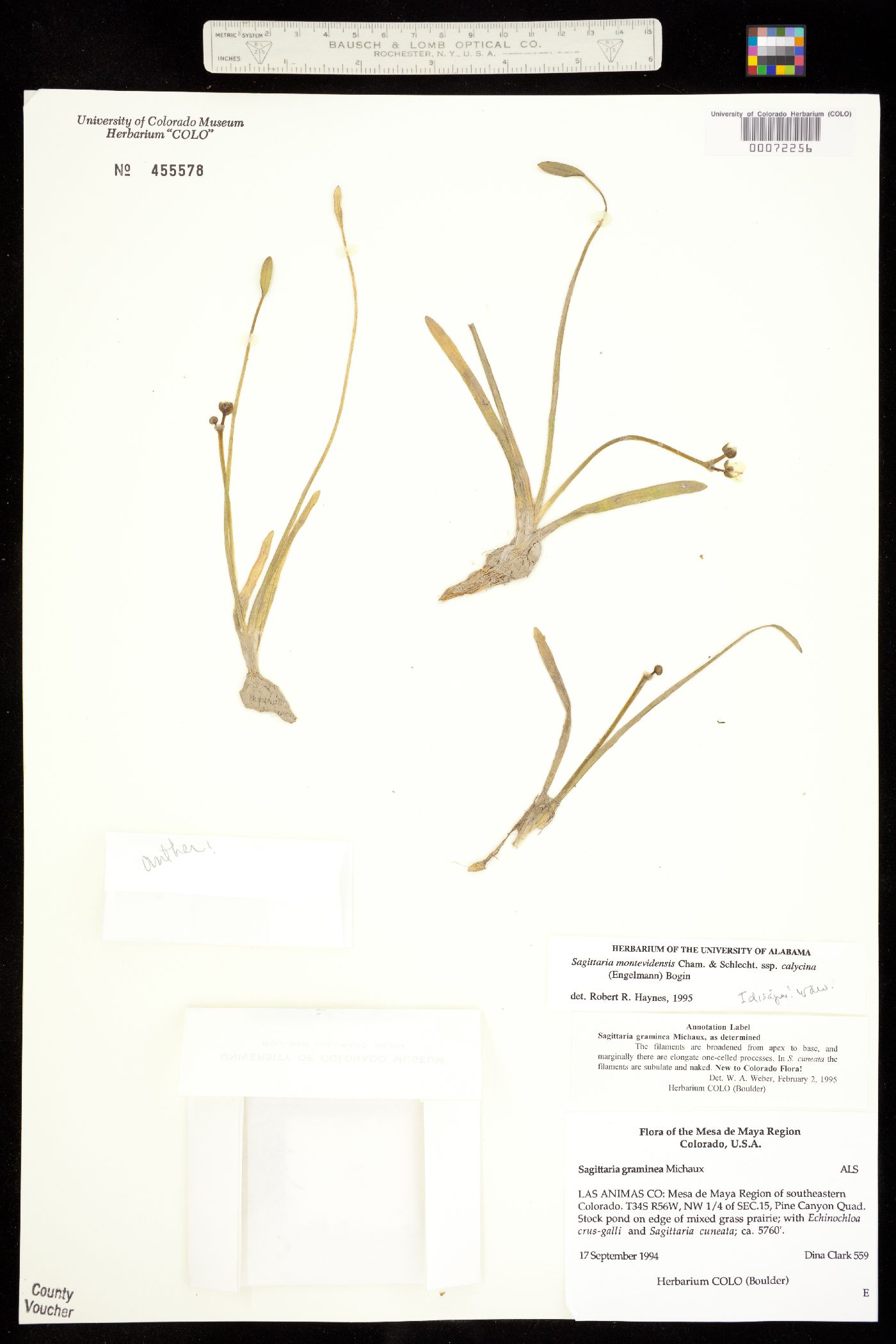 Sagittaria graminea image