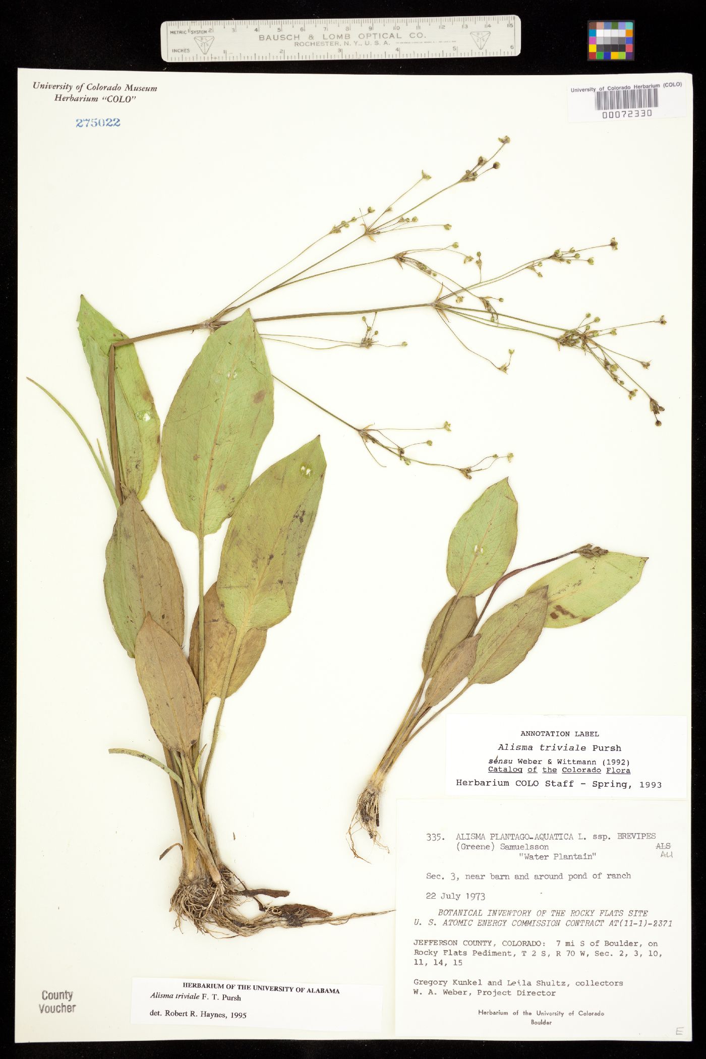 Alismataceae image