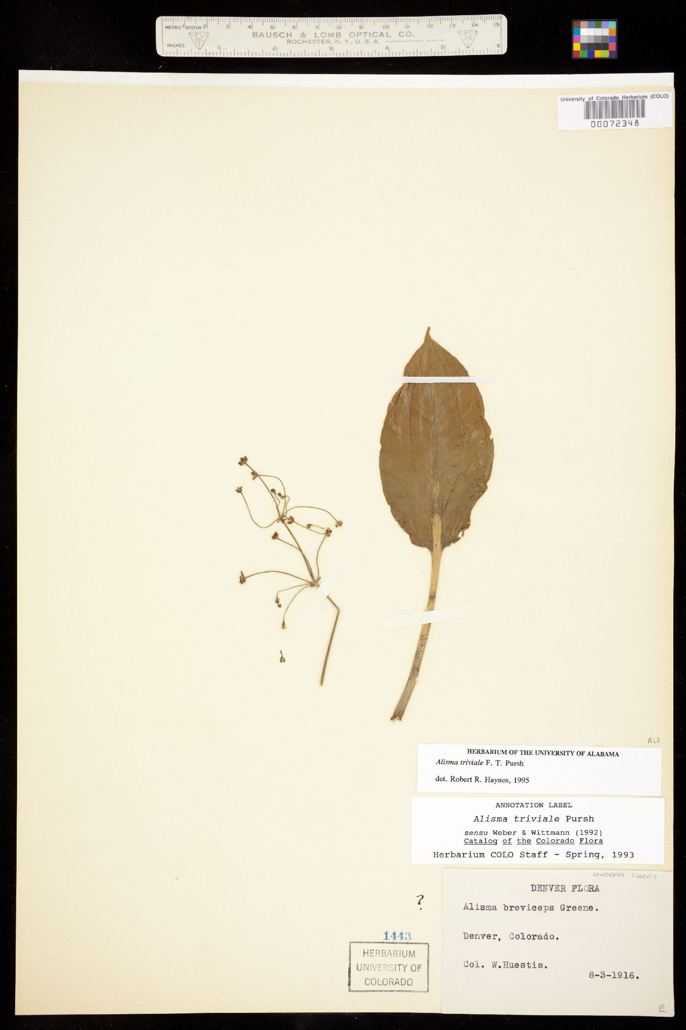 Alisma triviale image