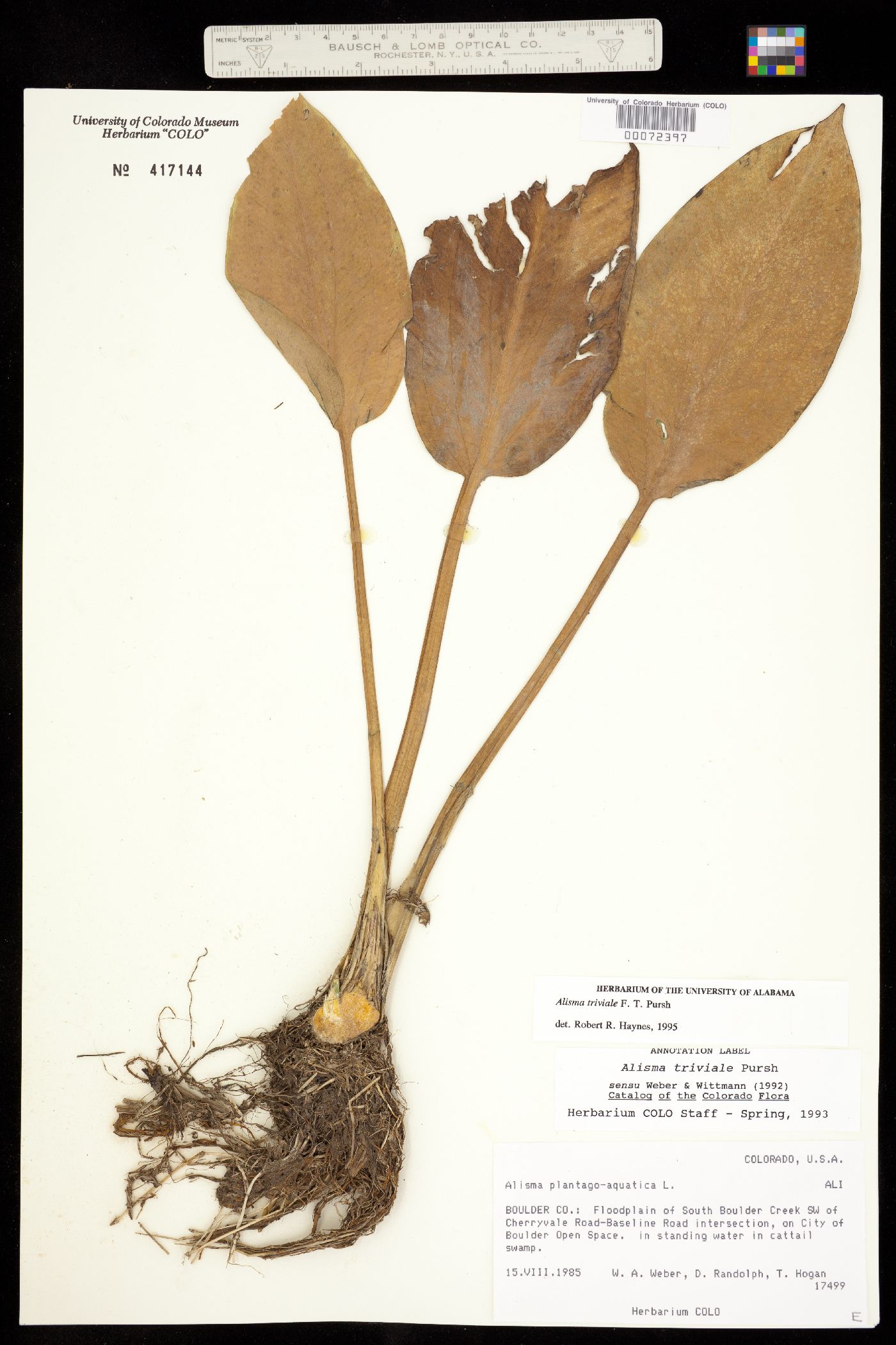 Alisma triviale image