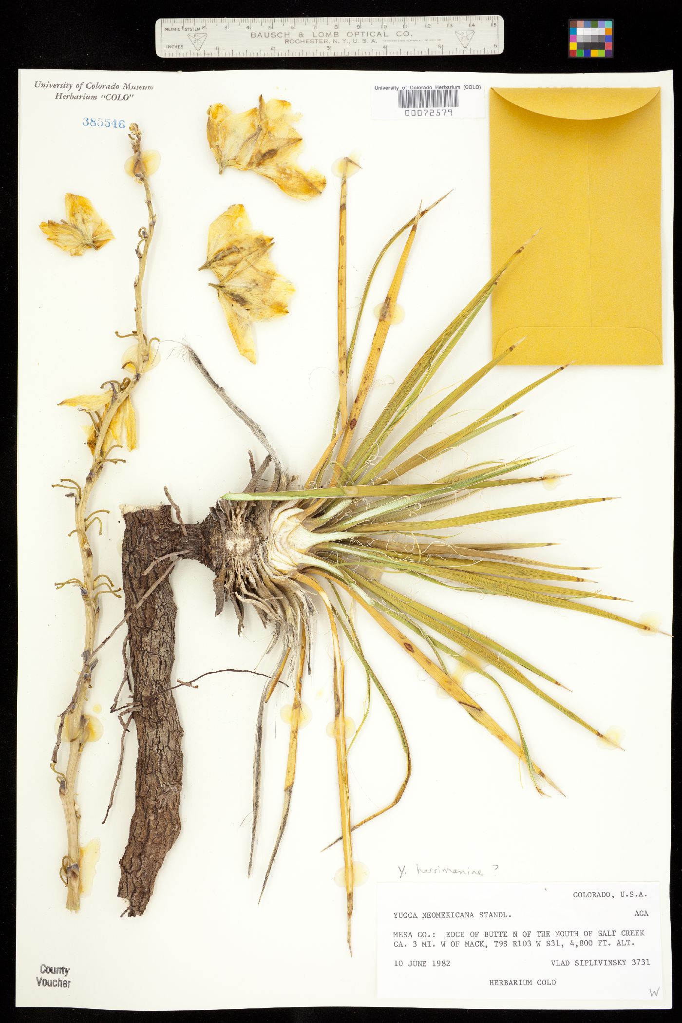 Yucca harrimaniae image