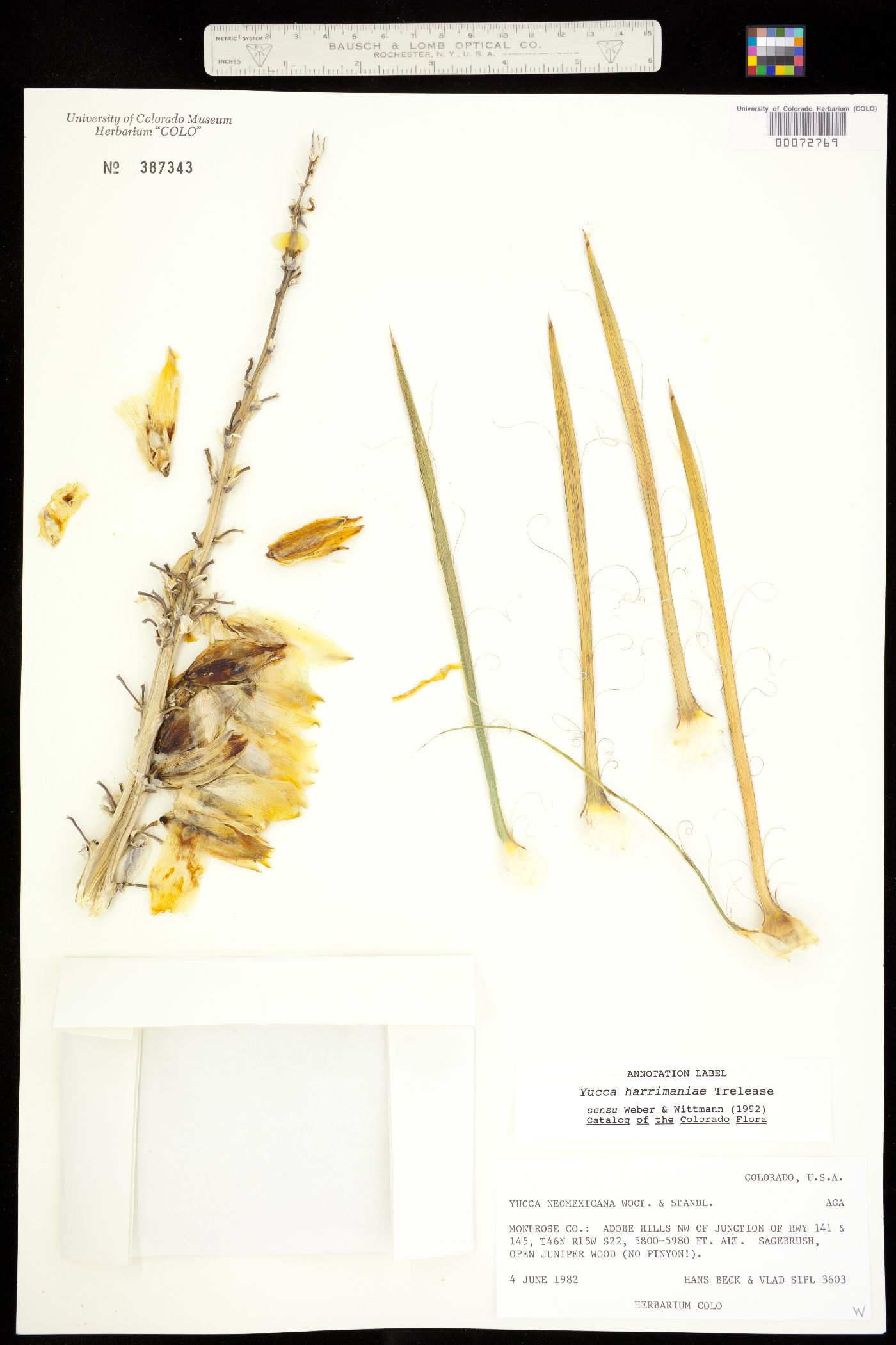 Yucca harrimaniae image