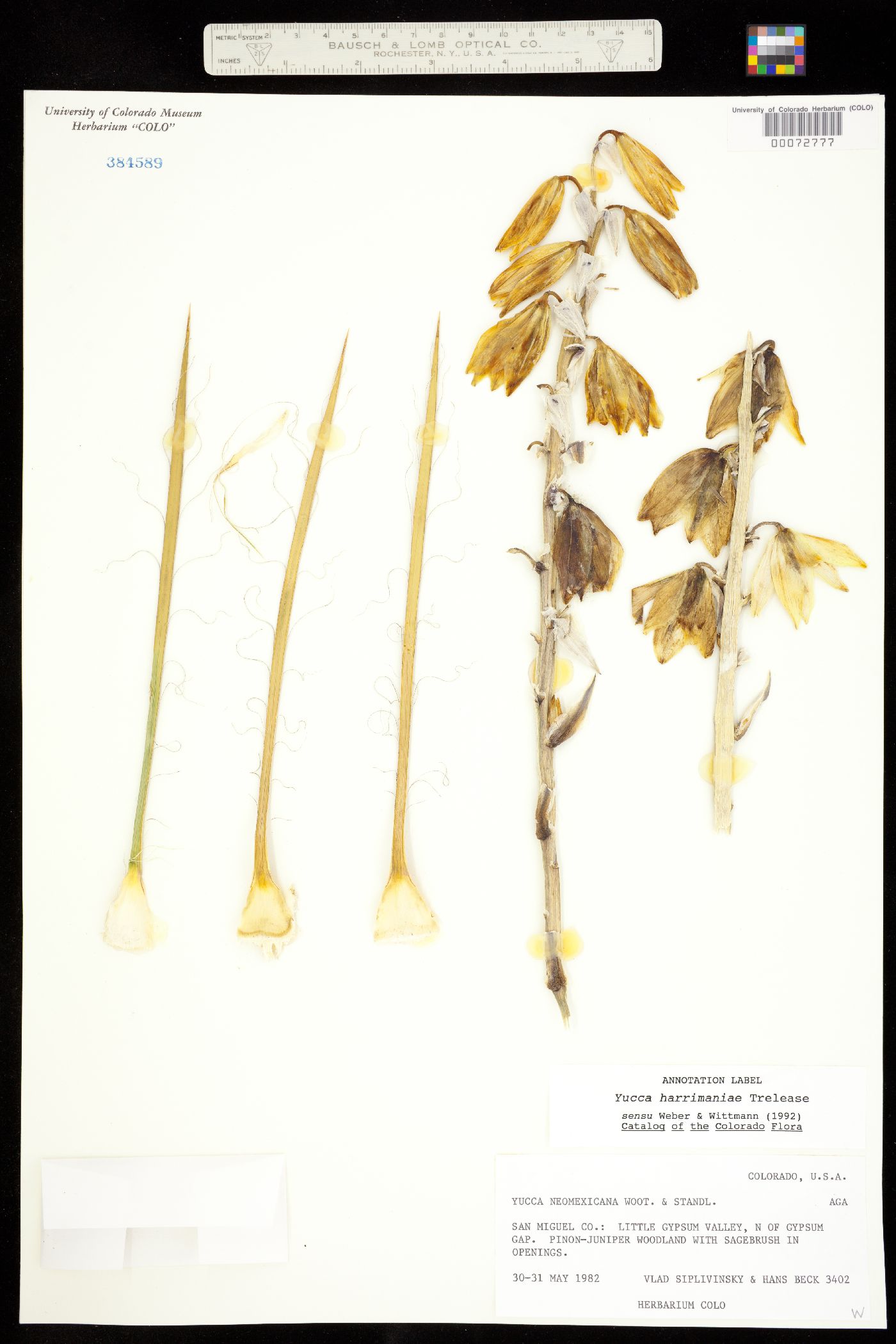 Yucca harrimaniae image