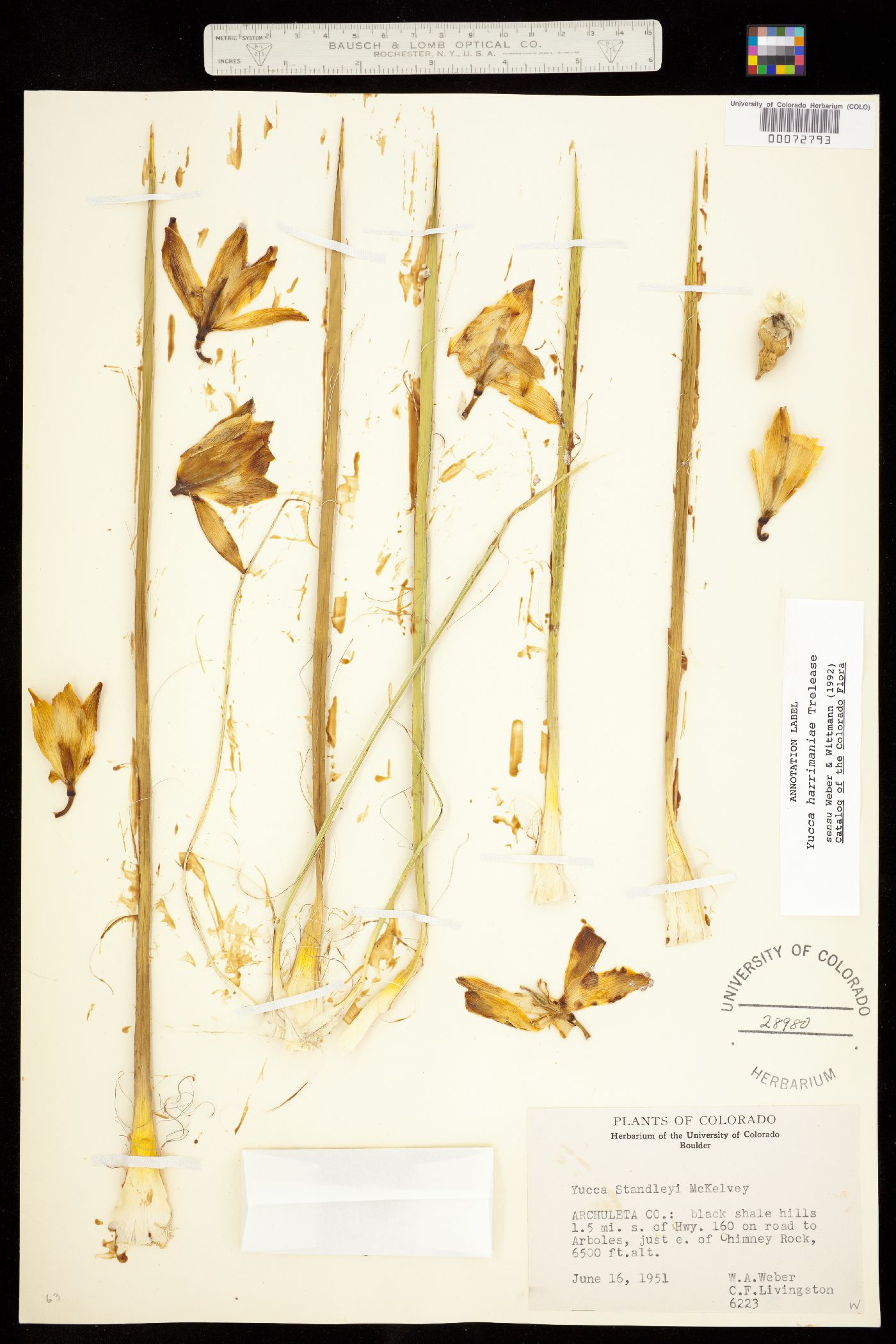 Yucca harrimaniae image