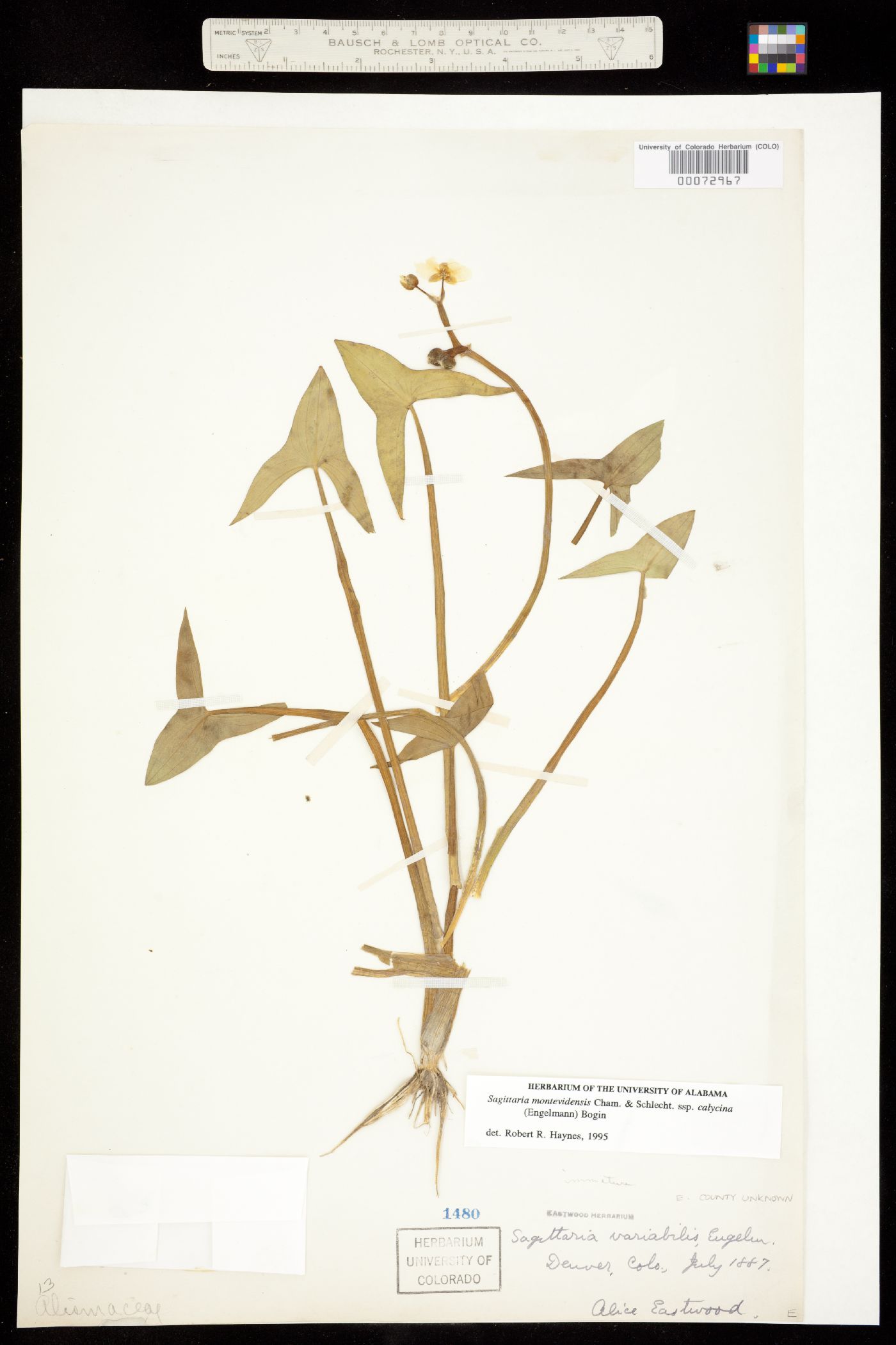 Sagittaria montevidensis ssp. calycina image