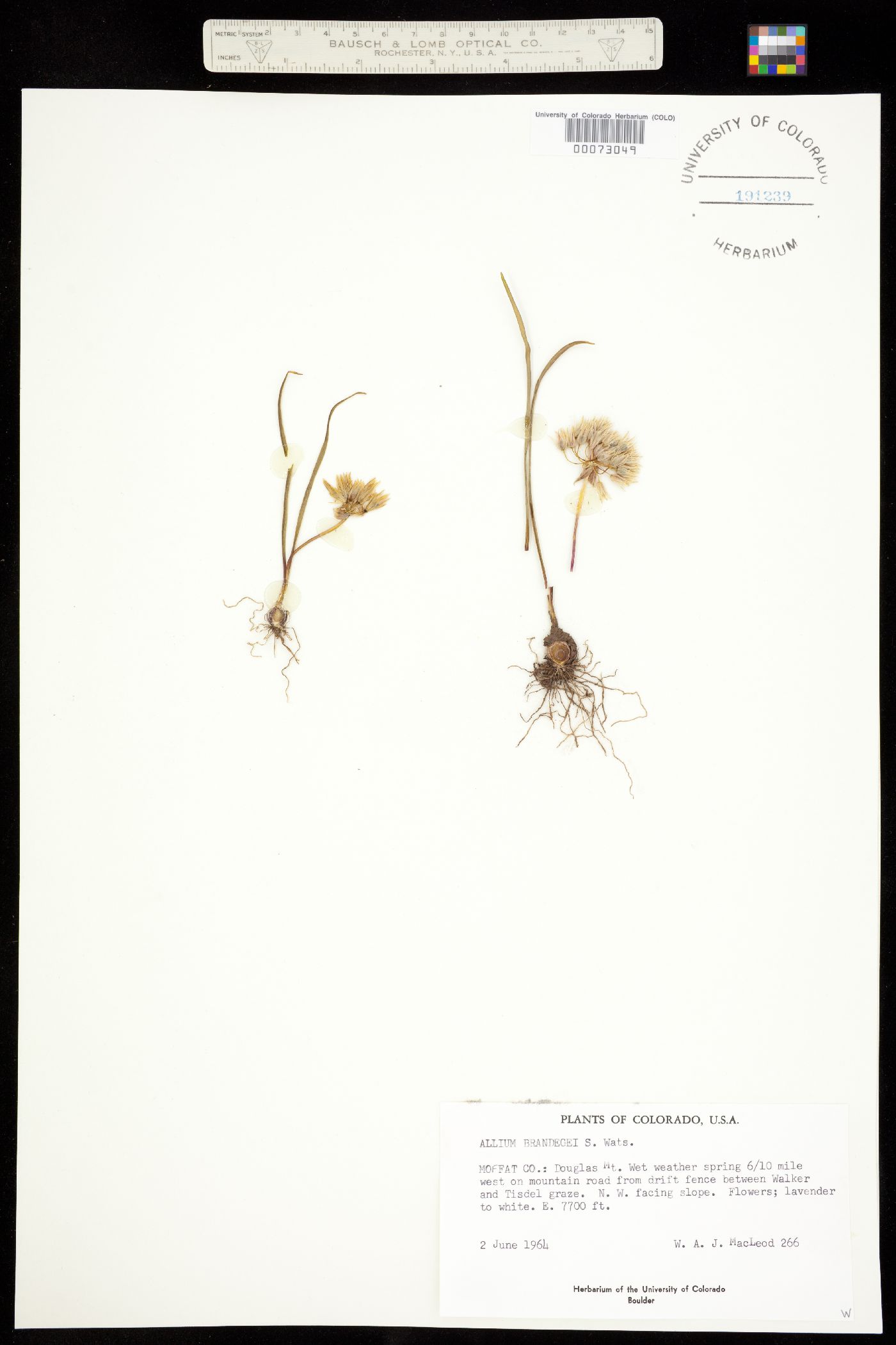 Allium brandegei image
