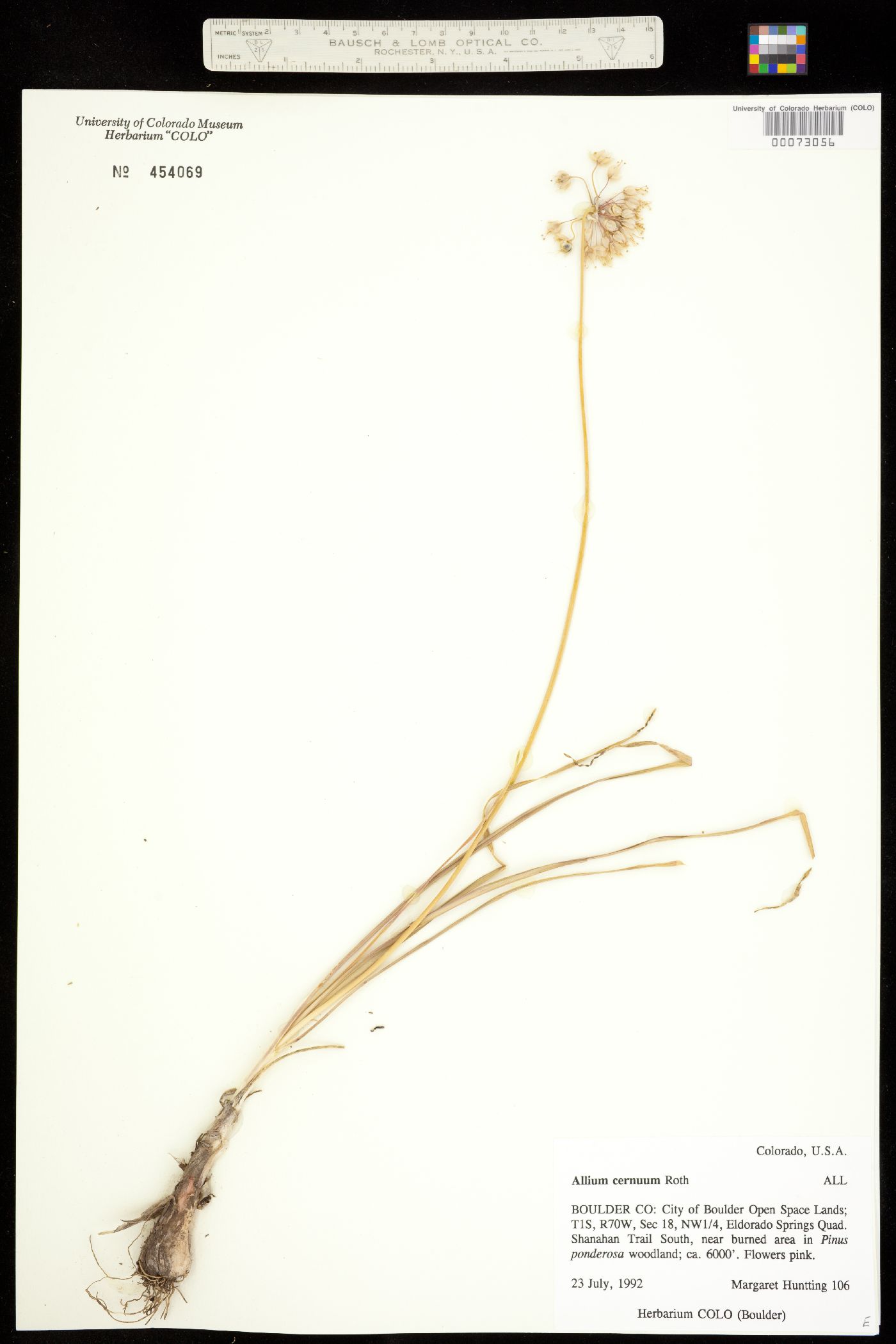 Allium image