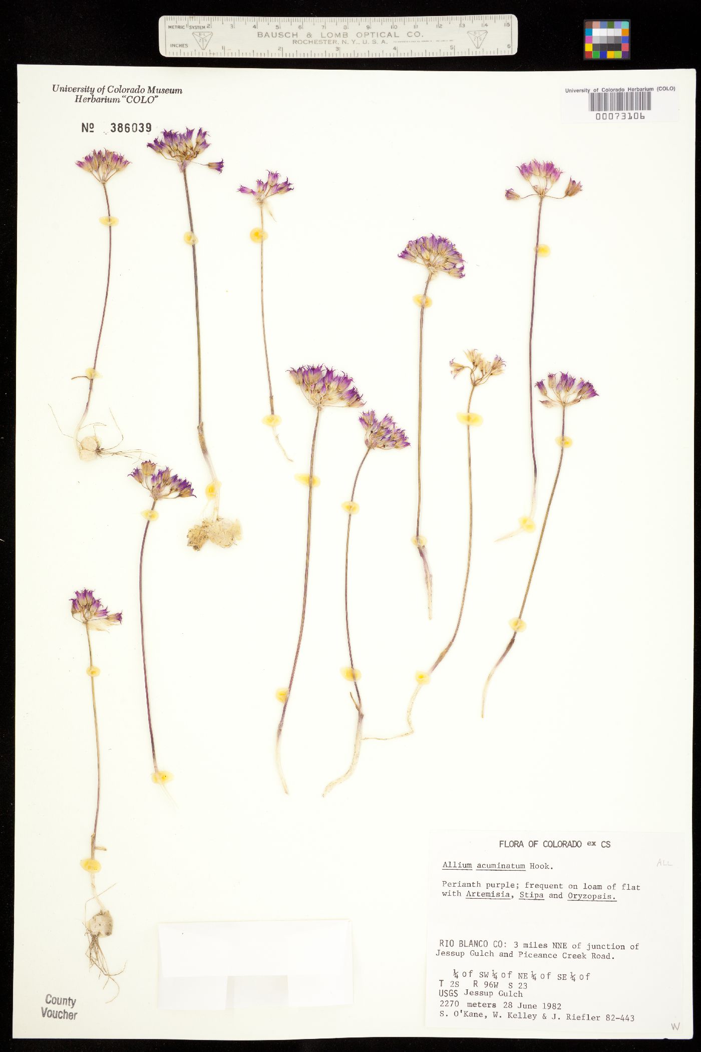 Allium acuminatum image