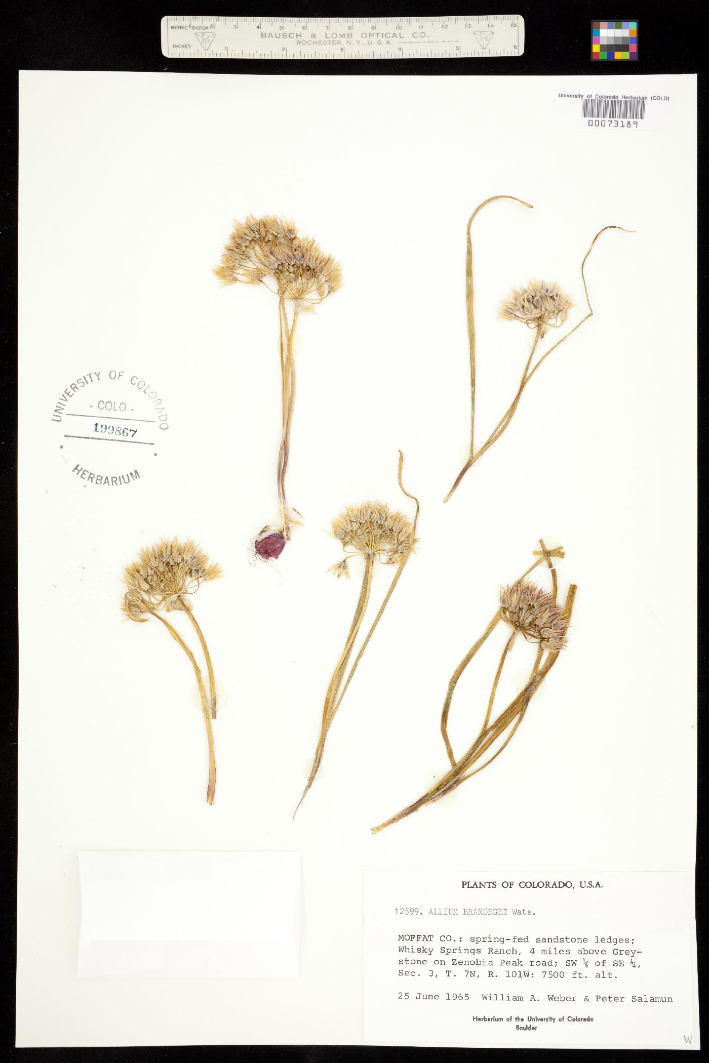 Allium brandegei image
