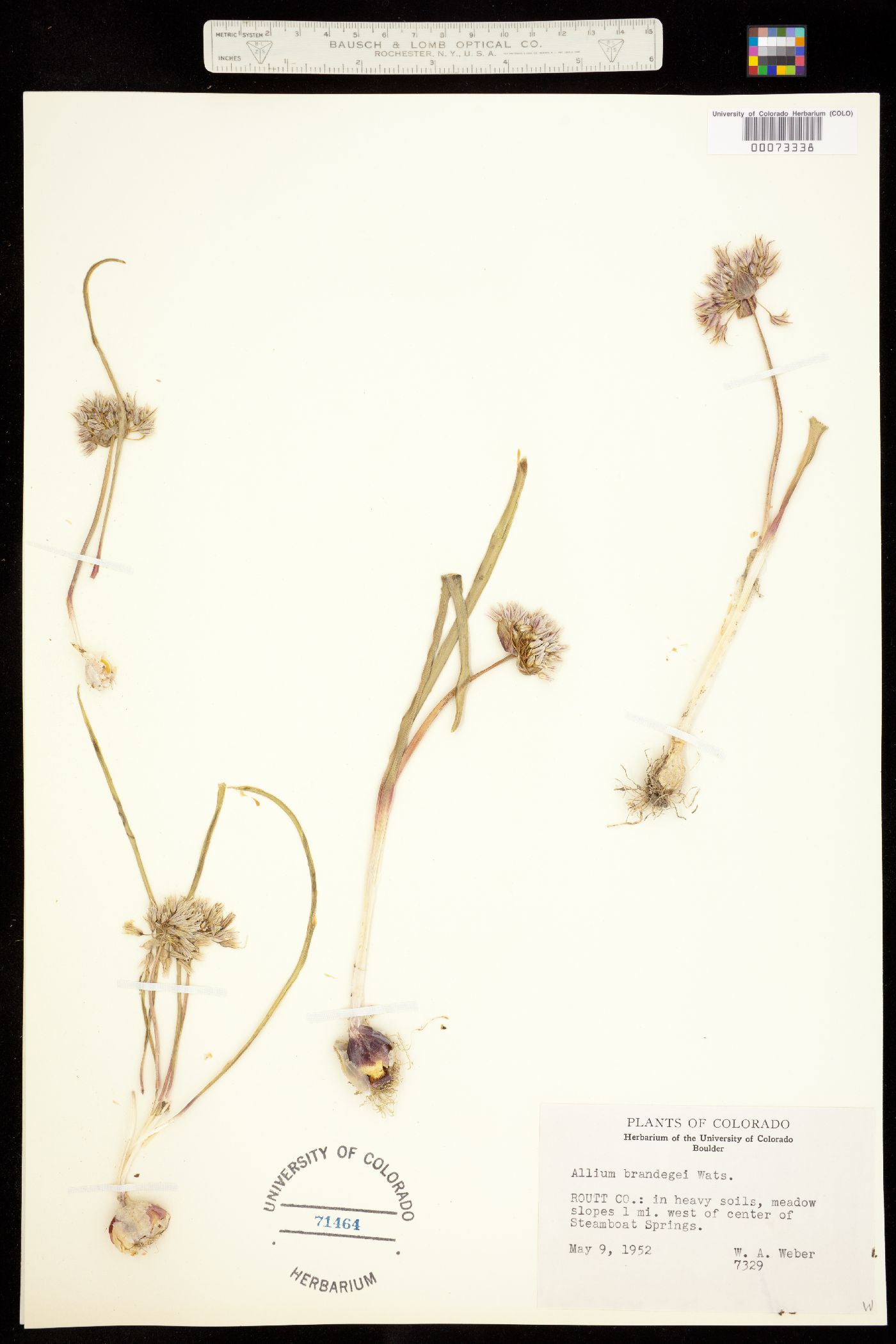 Allium brandegei image