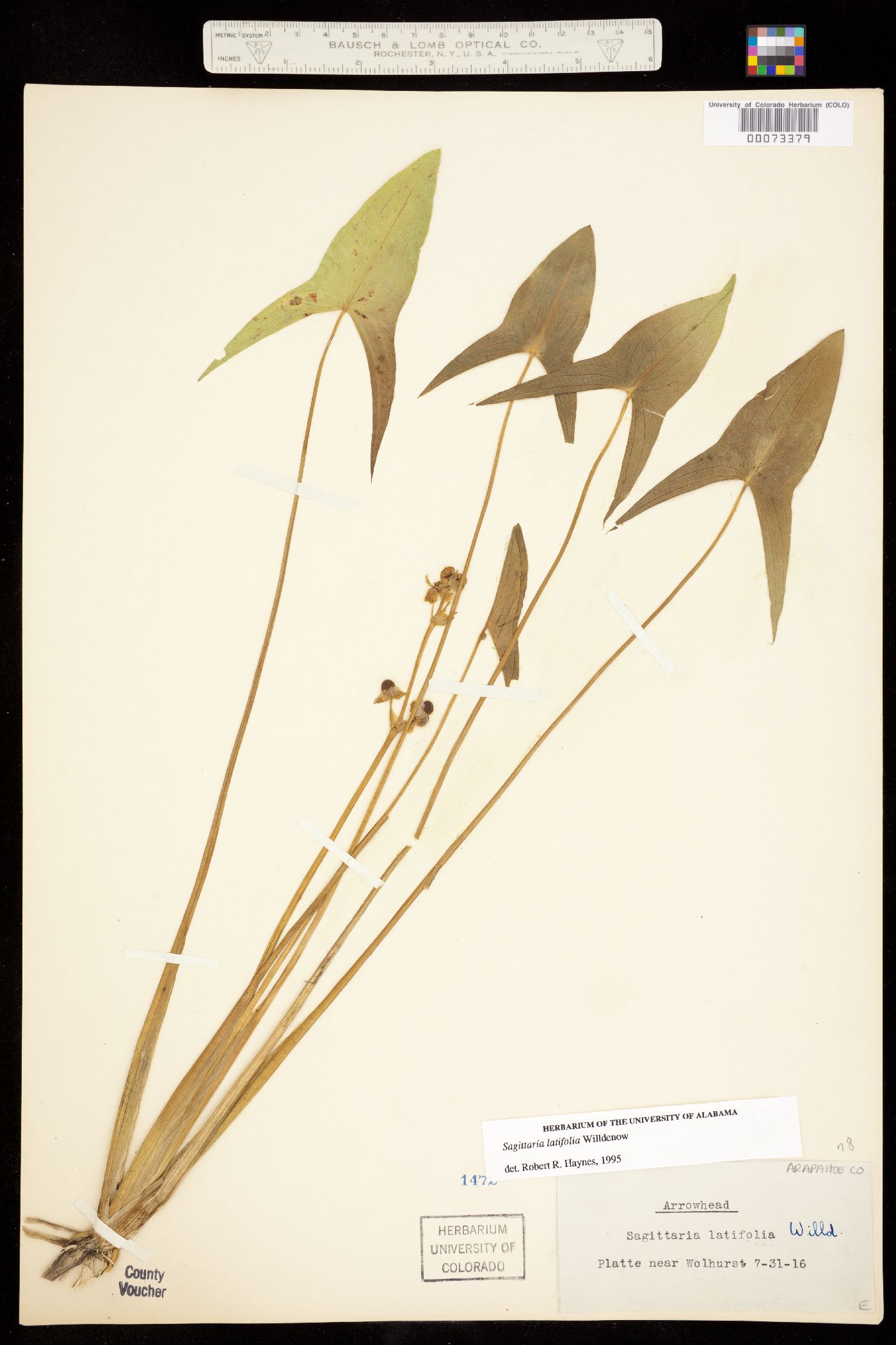 Sagittaria latifolia image