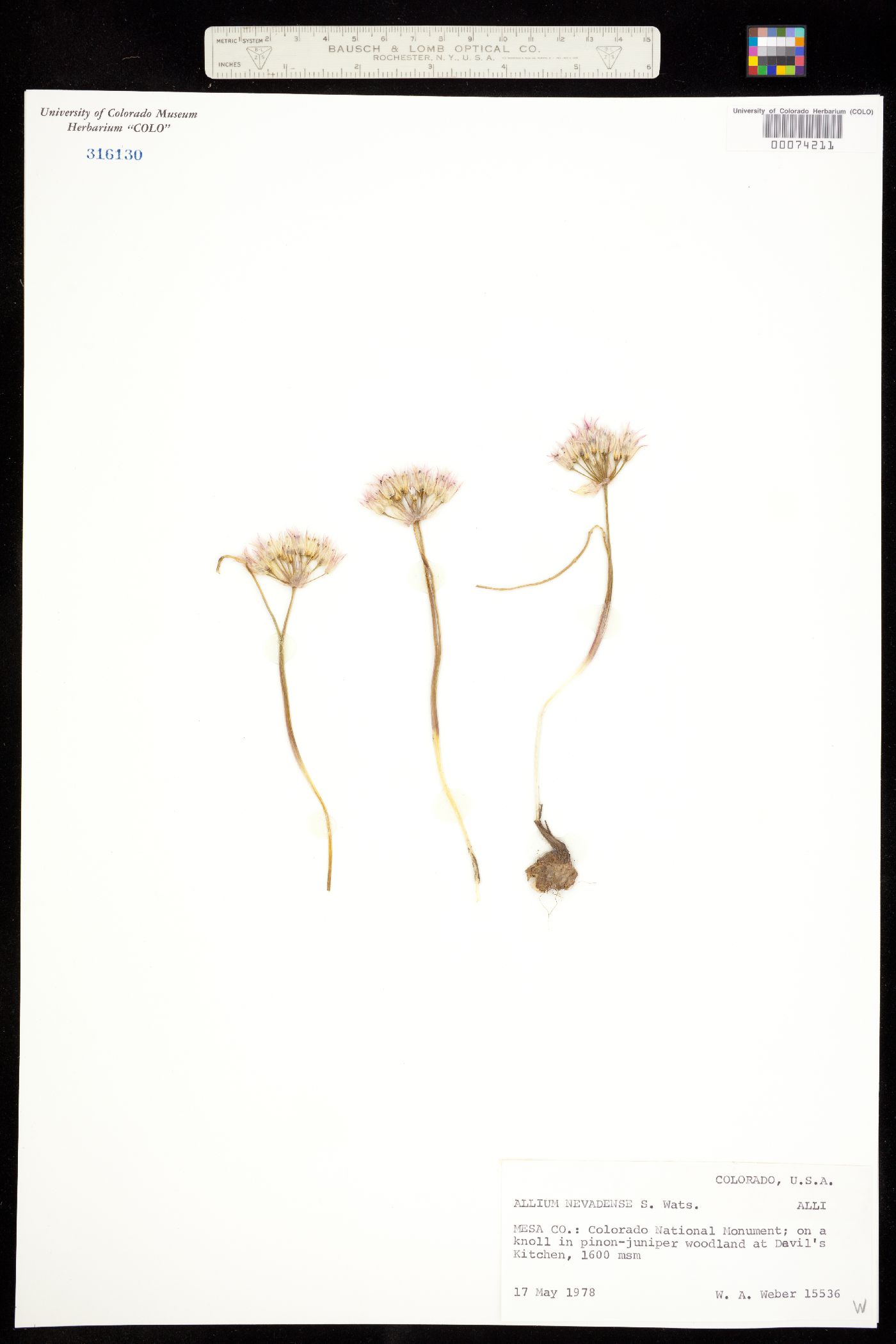 Allium nevadense image