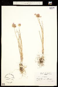 Allium geyeri var. tenerum image