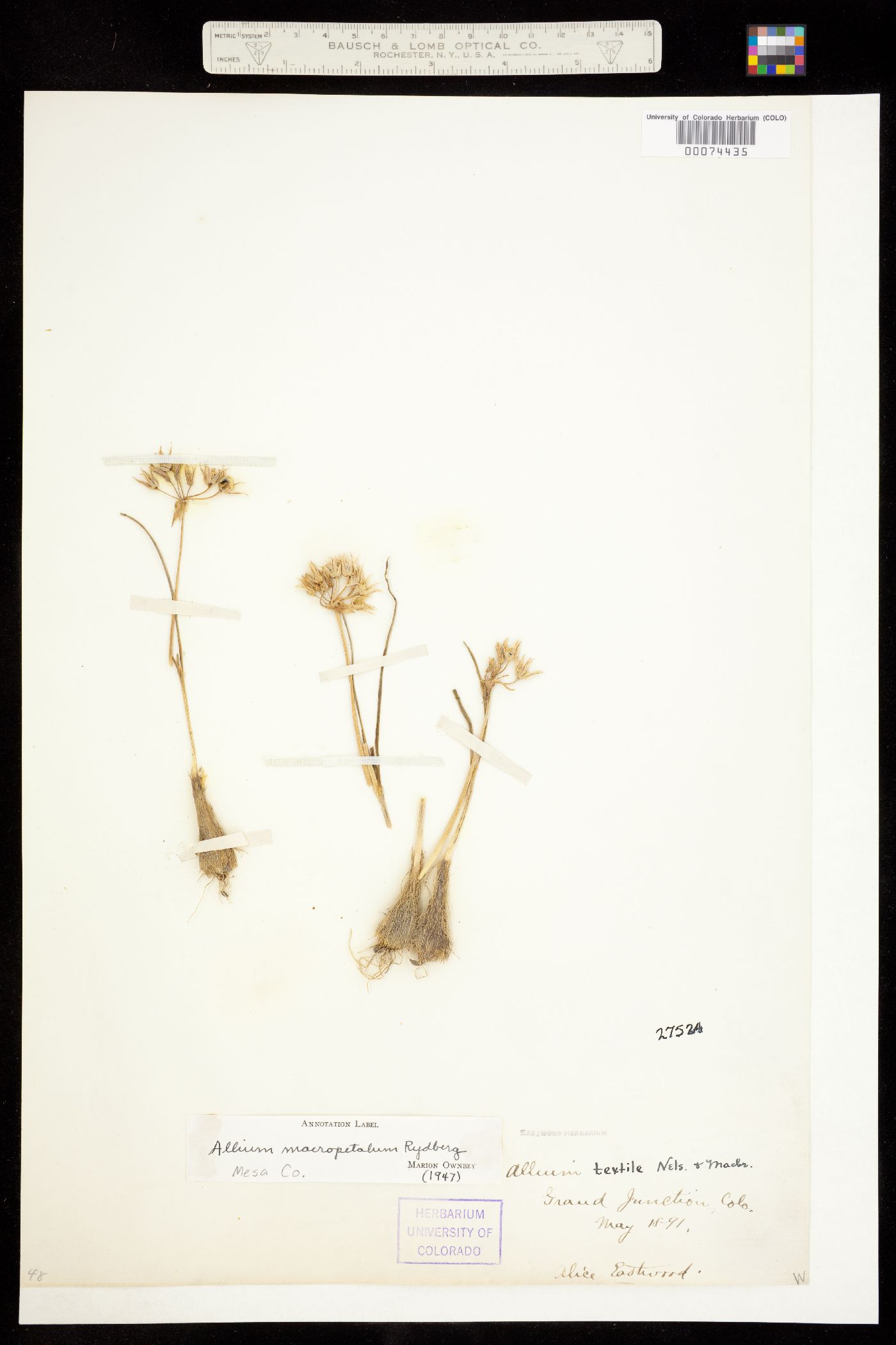 Allium image