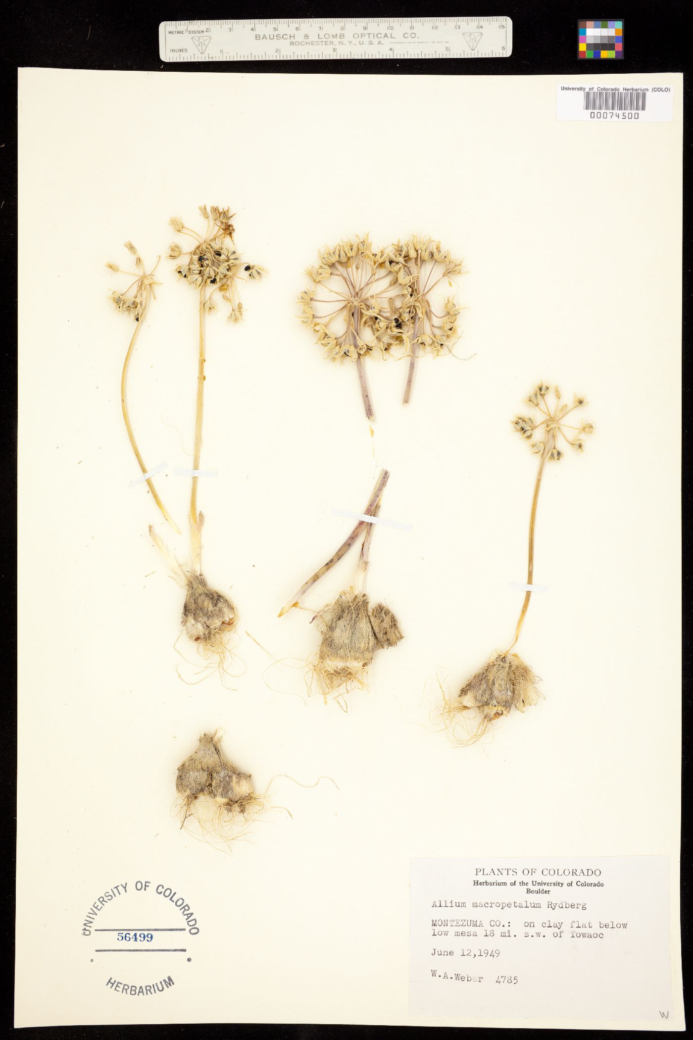 Amaryllidaceae image