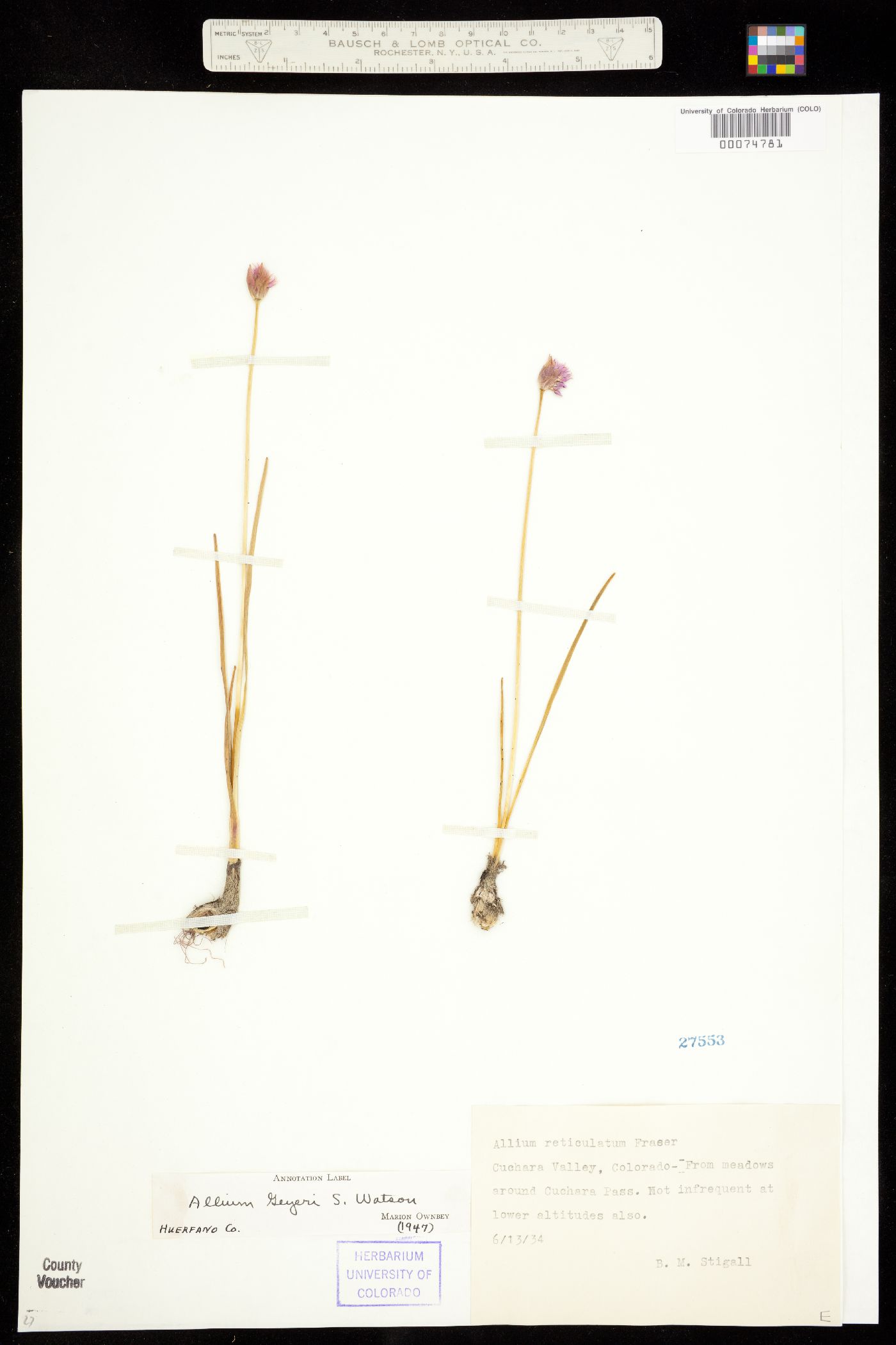 Allium geyeri image