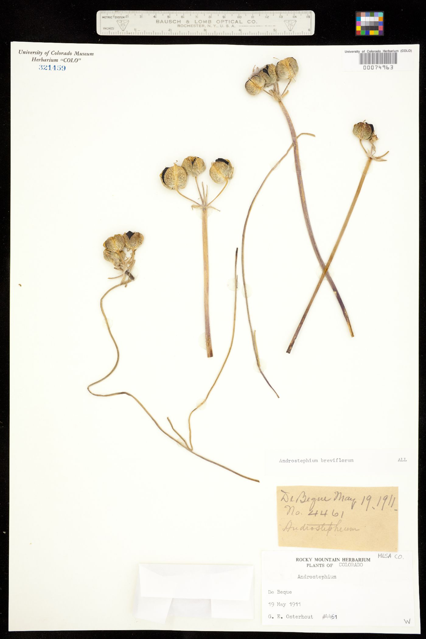 Androstephium breviflorum image