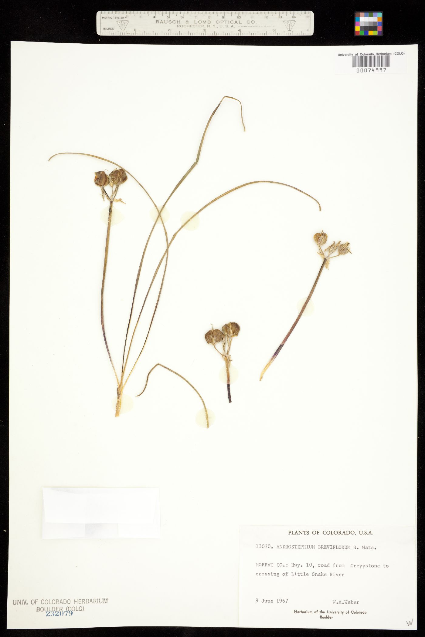Androstephium breviflorum image