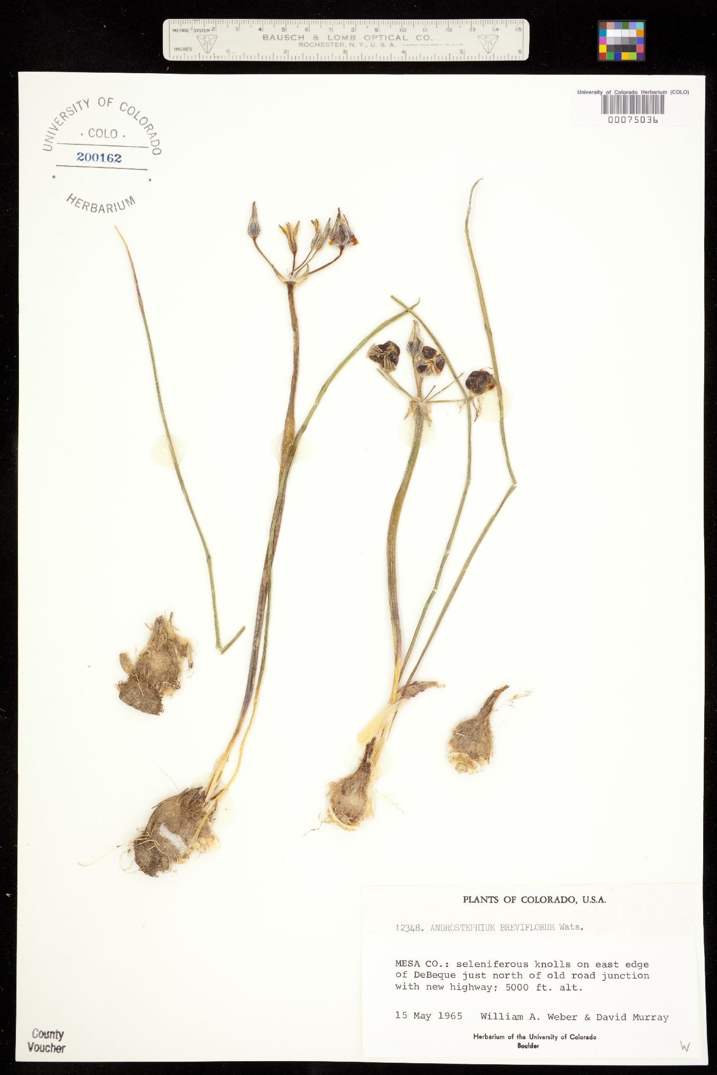 Androstephium breviflorum image