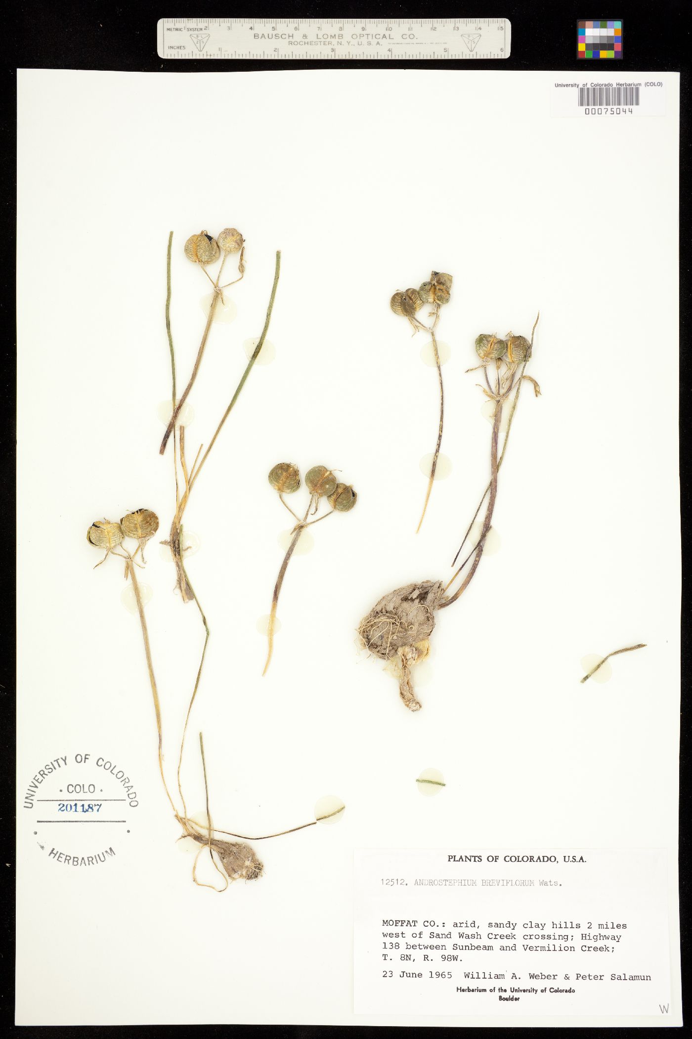 Androstephium breviflorum image