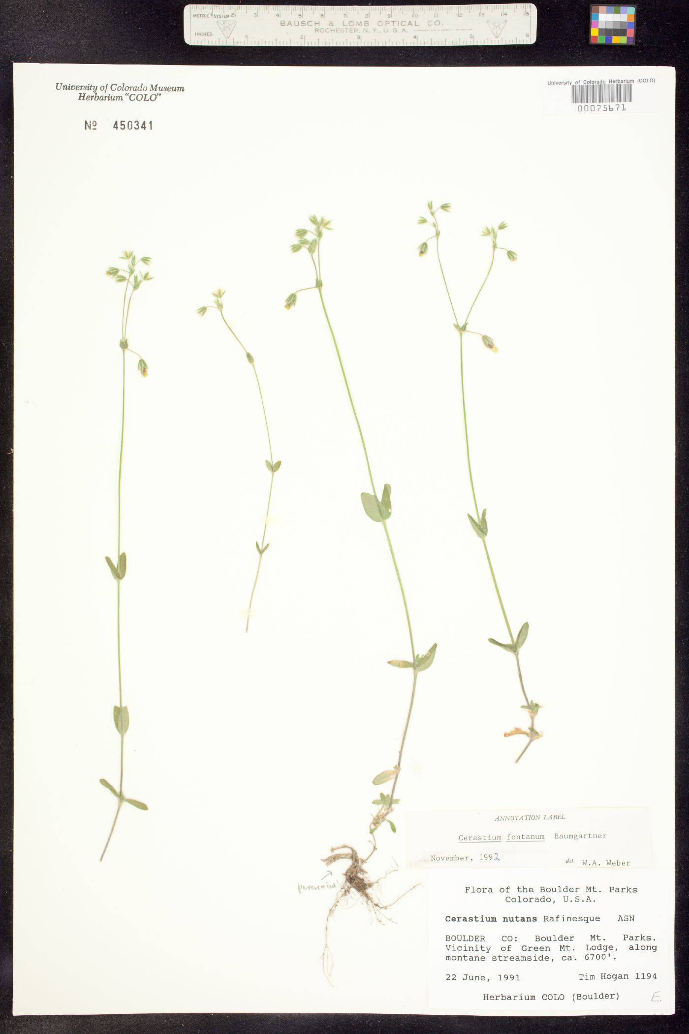 Cerastium fontanum image